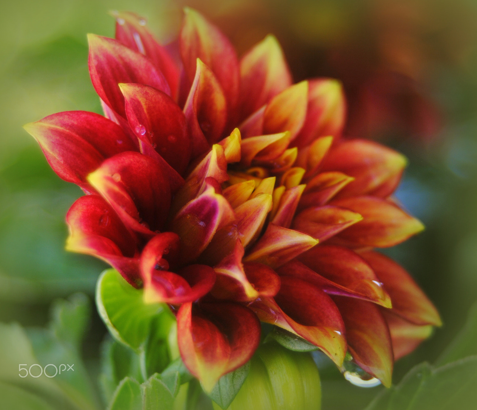 Sigma 28-90mm F3.5-5.6 Macro sample photo. Dahlia photography