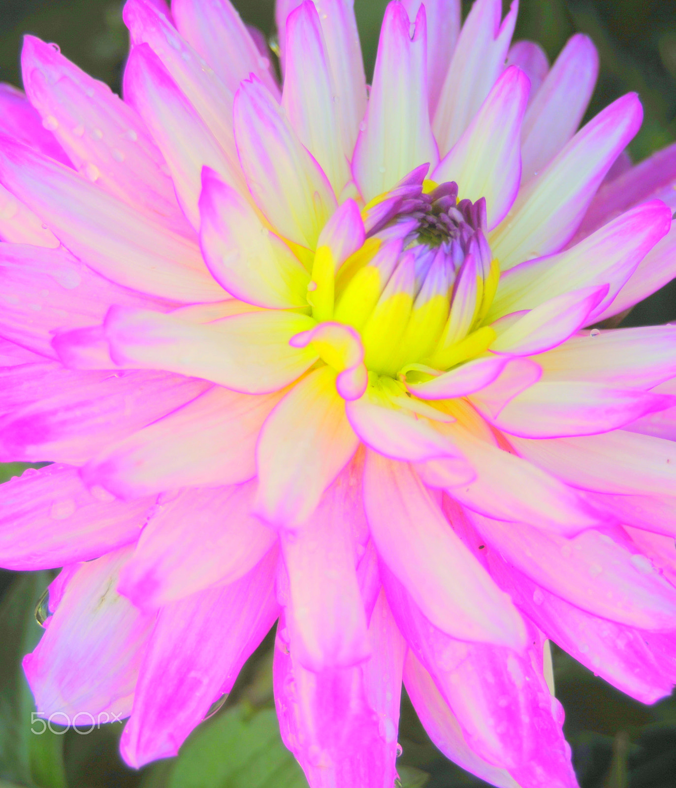 Nikon D3000 sample photo. Dahlia flower photography