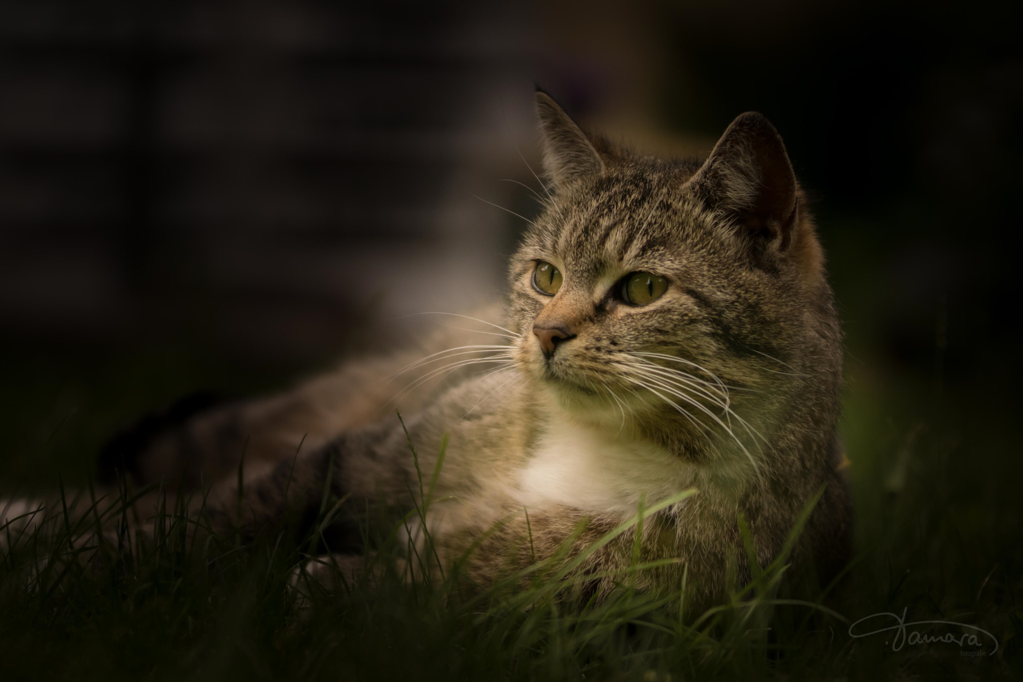 Sony ILCA-77M2 + Tamron SP 24-70mm F2.8 Di VC USD sample photo. Maus... photography