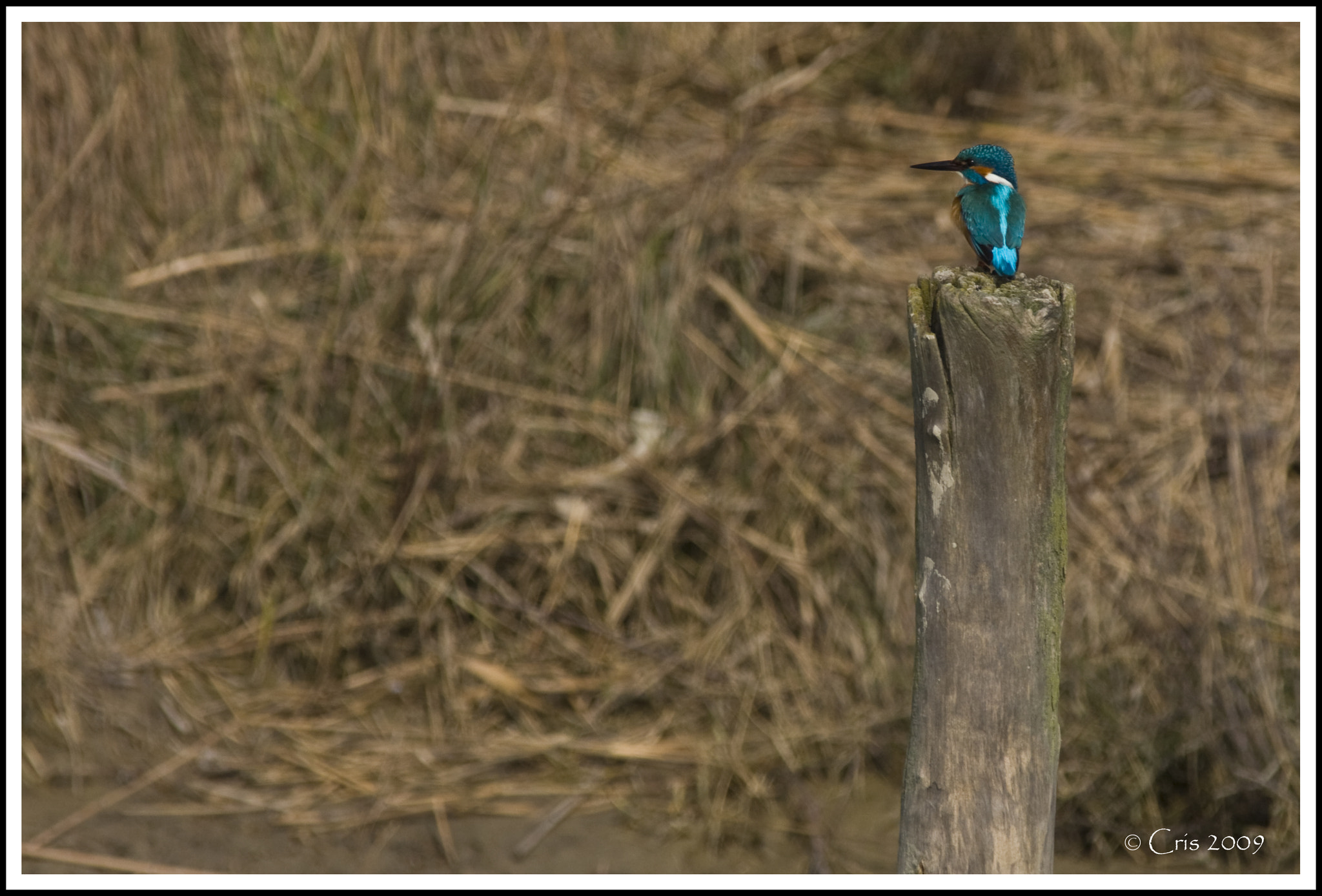 Canon EF 300mm f/2.8L + 1.4x sample photo. Modificata photography