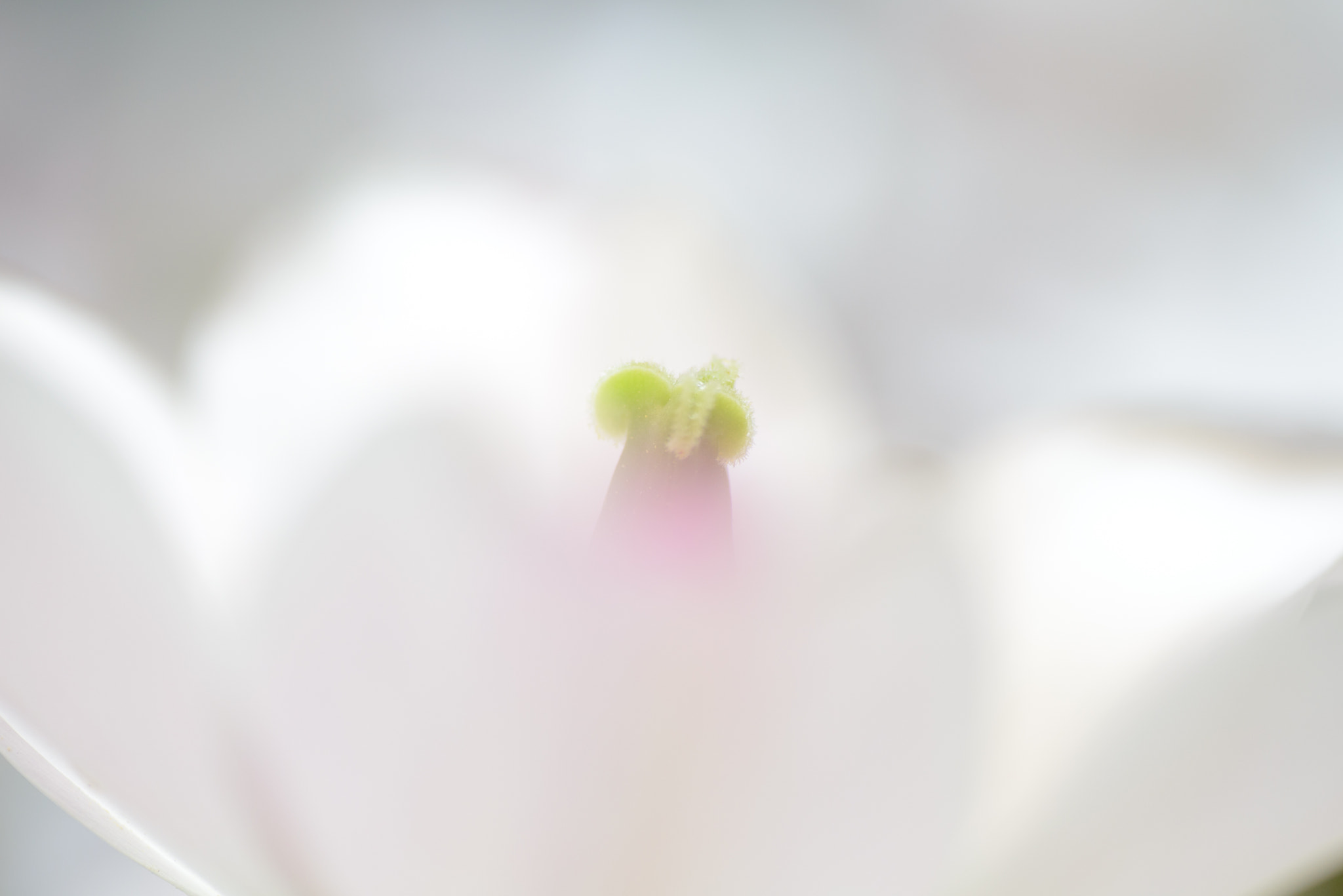 Nikon D600 sample photo. Pale tone photography
