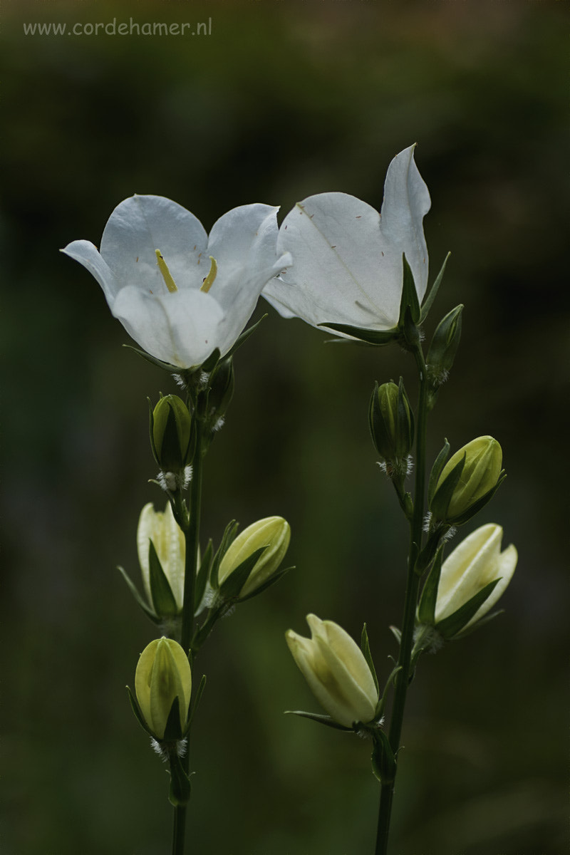 Sony SLT-A77 + Tamron SP AF 90mm F2.8 Di Macro sample photo. White campanula photography