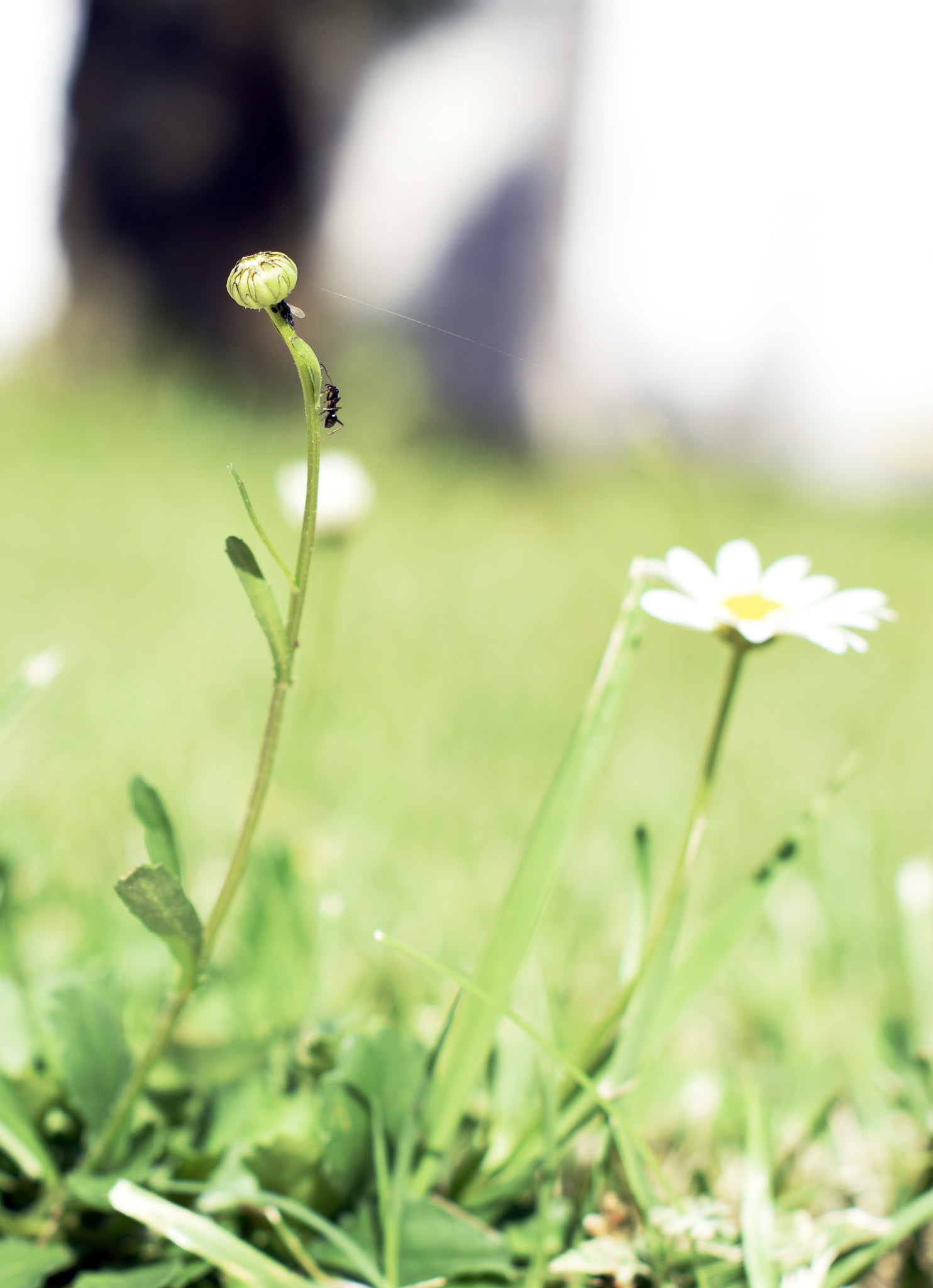 AF Zoom-Nikkor 35-80mm f/4-5.6D N sample photo. Ant photography