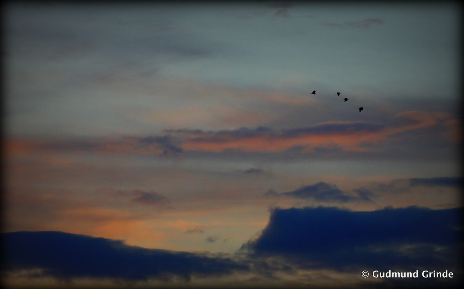 Canon EOS 550D (EOS Rebel T2i / EOS Kiss X4) + Tamron SP AF 90mm F2.8 Di Macro sample photo. Summer birds evening photography