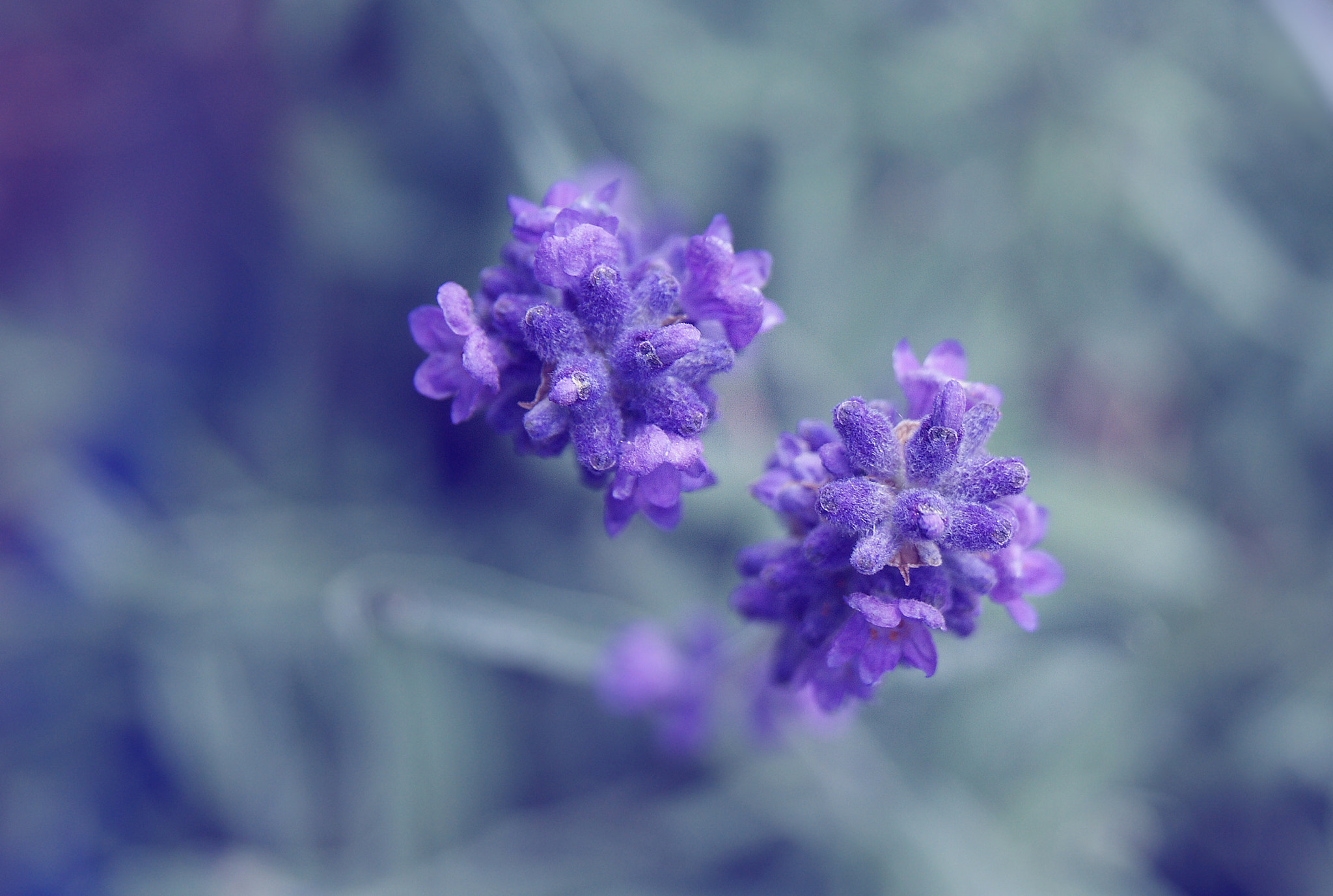 Sony Alpha DSLR-A290 + Sony DT 18-55mm F3.5-5.6 SAM sample photo. Lavender photography