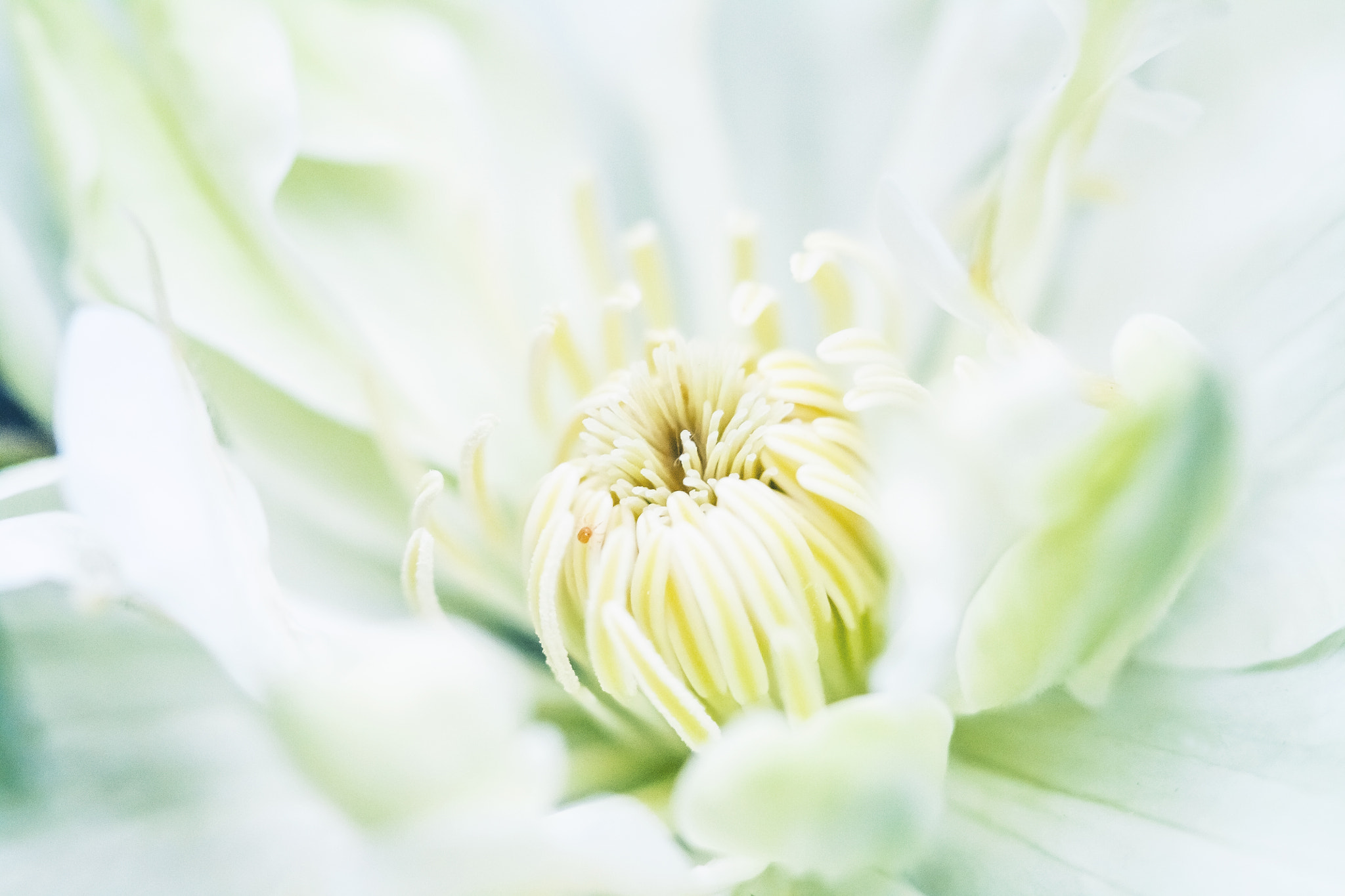 Canon EF 100mm F2.8 Macro USM sample photo. White clematis photography