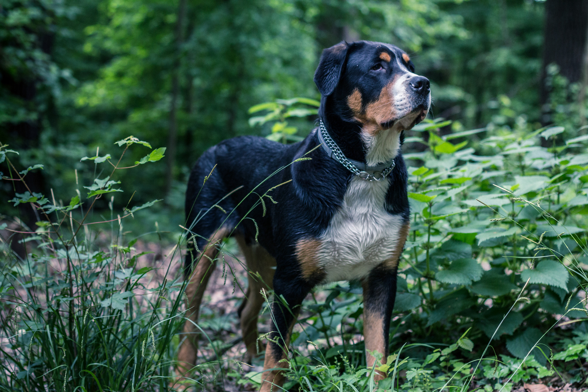 Canon EOS 700D (EOS Rebel T5i / EOS Kiss X7i) + Canon EF 50mm F1.4 USM sample photo. Mack in the forest photography