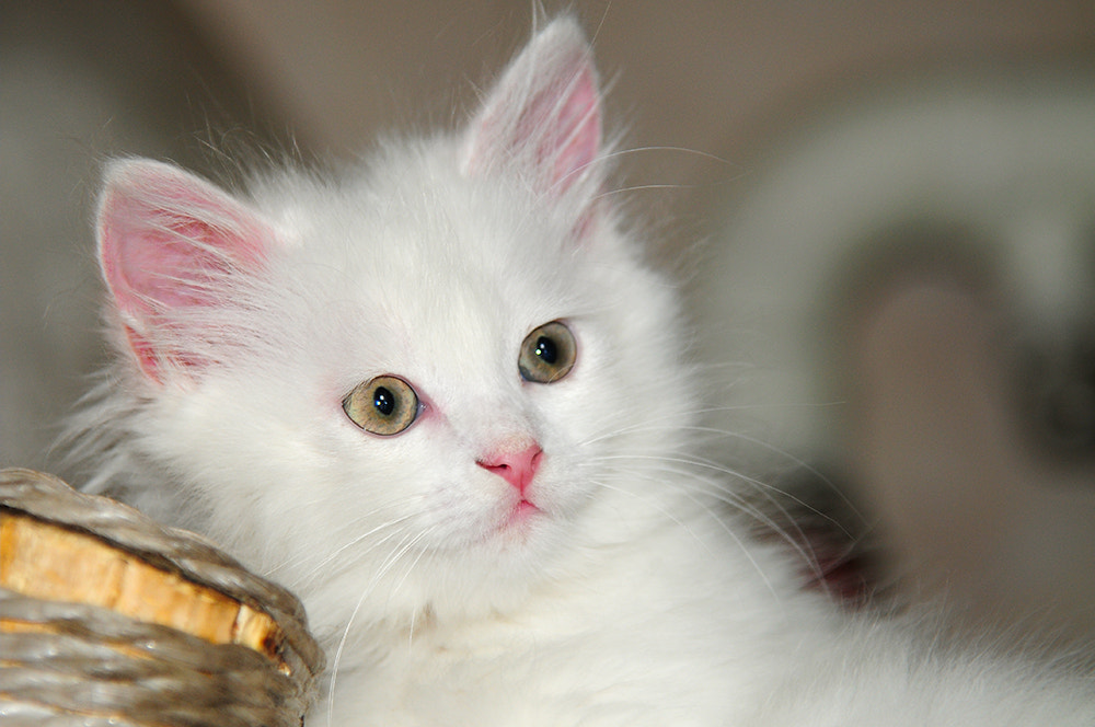 Nikon D300S sample photo. Кисюличек photography