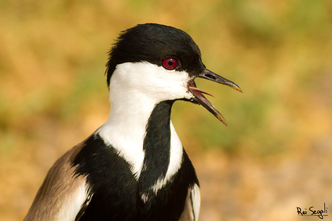 Canon EOS 7D + Canon EF 400mm F5.6L USM sample photo. Go- awwwaaayyyyyy!!!!!!!!!!!!!!!! photography