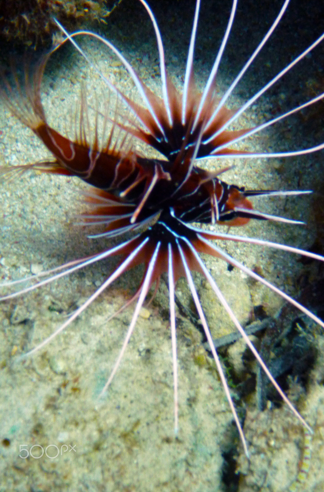 Panasonic DMC-FT3 sample photo. Lionfish photography