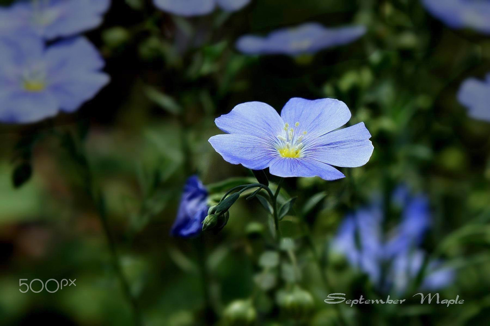 Sony NEX-5C + Sony E 18-55mm F3.5-5.6 OSS sample photo. 蓝色亚麻花 photography