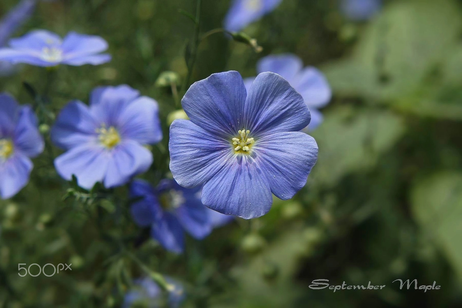 Sony NEX-5C sample photo. 蓝色亚麻花 2 photography