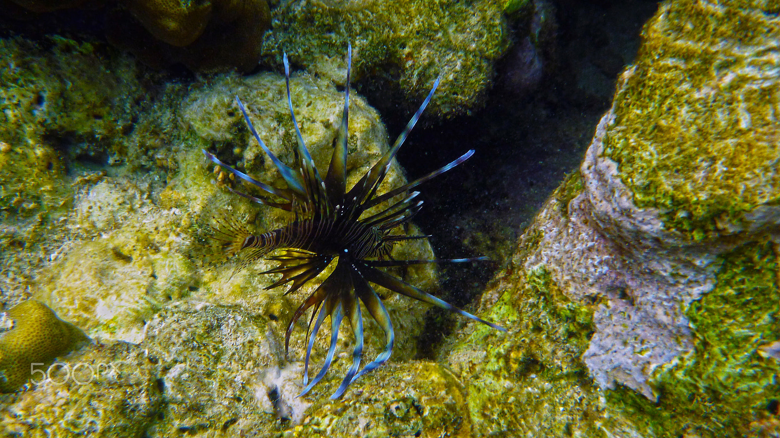 Panasonic DMC-FT3 sample photo. Another lionfish photography