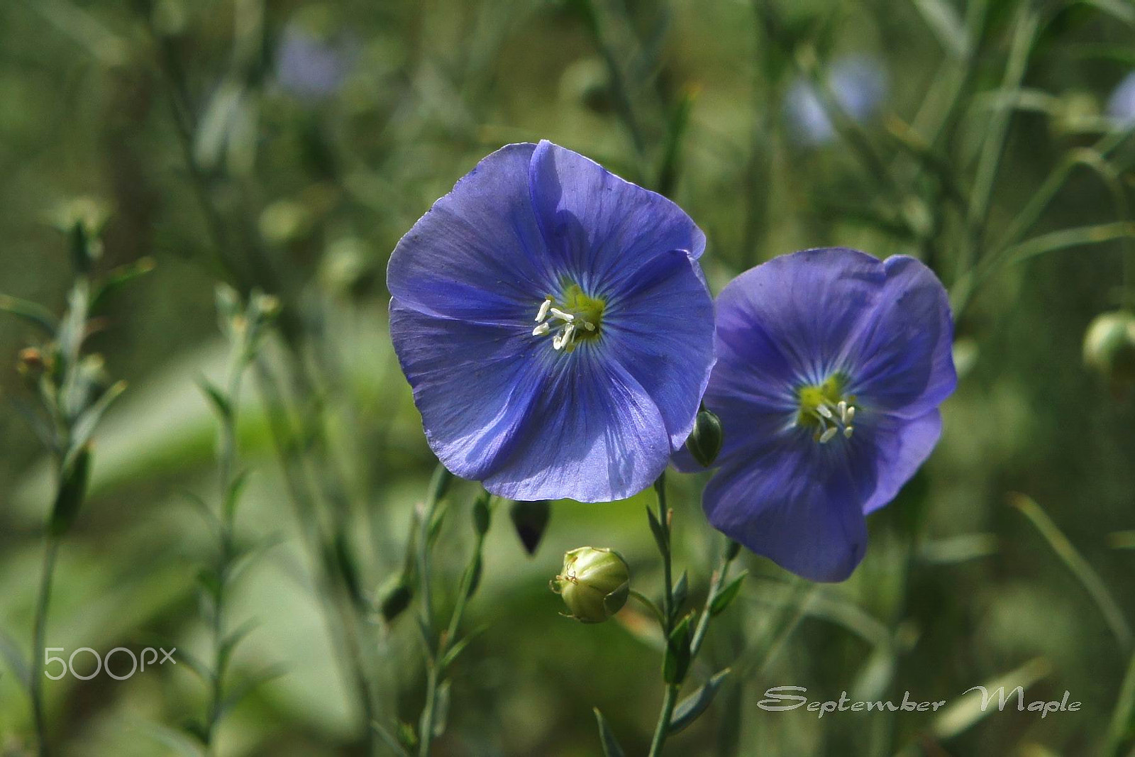 Sony NEX-5C + Sony E 18-55mm F3.5-5.6 OSS sample photo. 蓝色亚麻花 3 photography