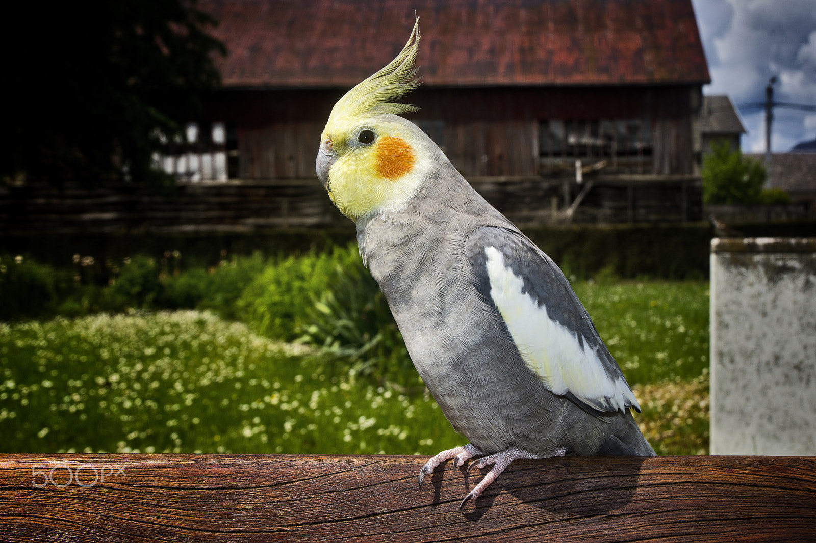 Nikon D7200 + Nikon AF-S DX Nikkor 18-70mm F3.5-4.5G ED-IF sample photo. Closeup of a nymphicus hollandicus cockatiel photography