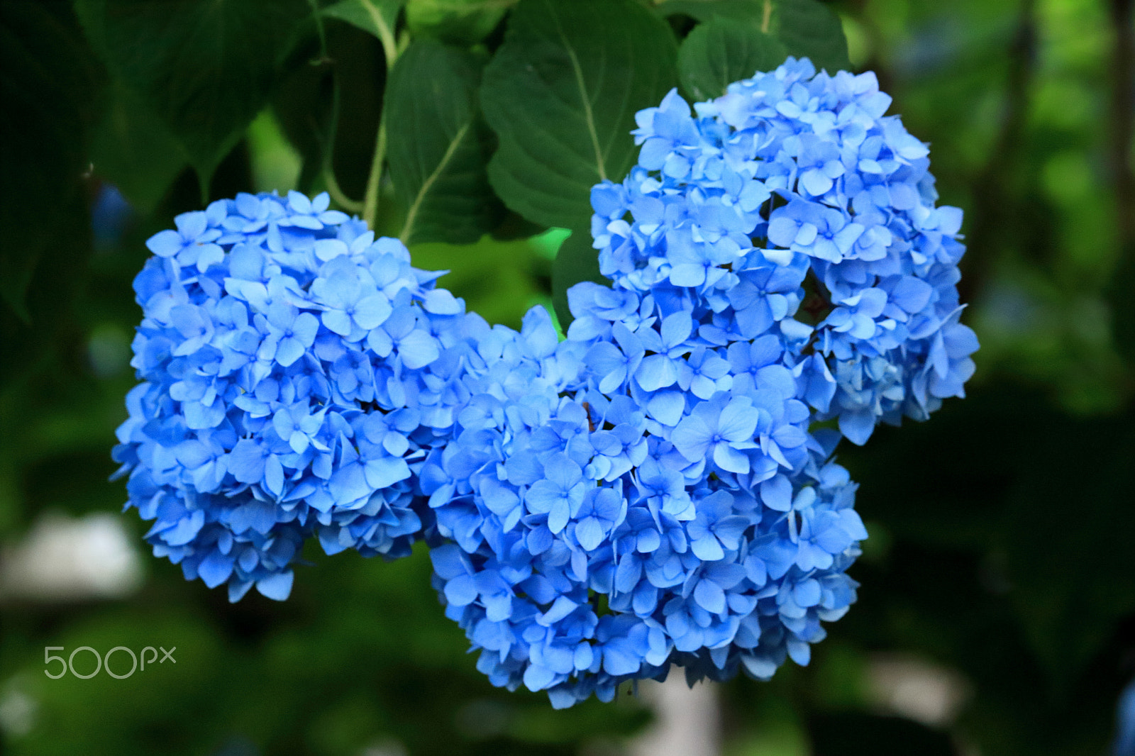 Canon EOS 100D (EOS Rebel SL1 / EOS Kiss X7) sample photo. Mickey photography