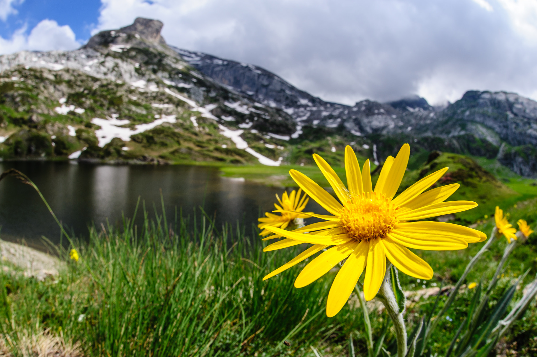 Nikon D700 + Sigma 15mm F2.8 EX DG Diagonal Fisheye sample photo. Senecio doronicum on biecai lakeshore photography