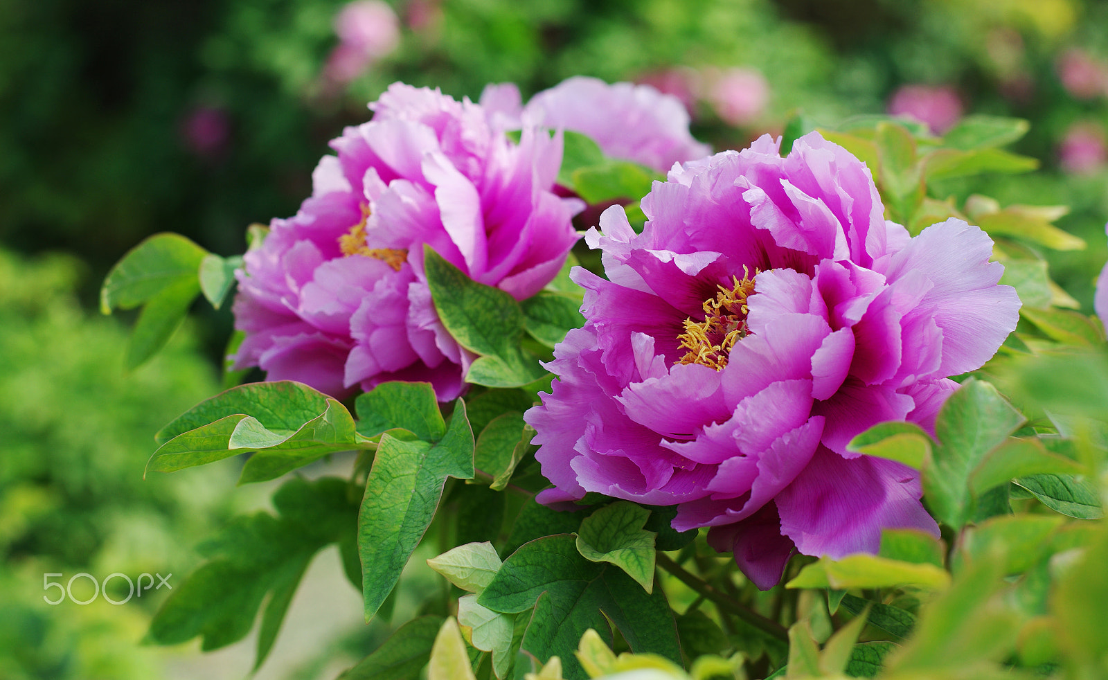 Pentax K-5 IIs sample photo. Peony flowers photography