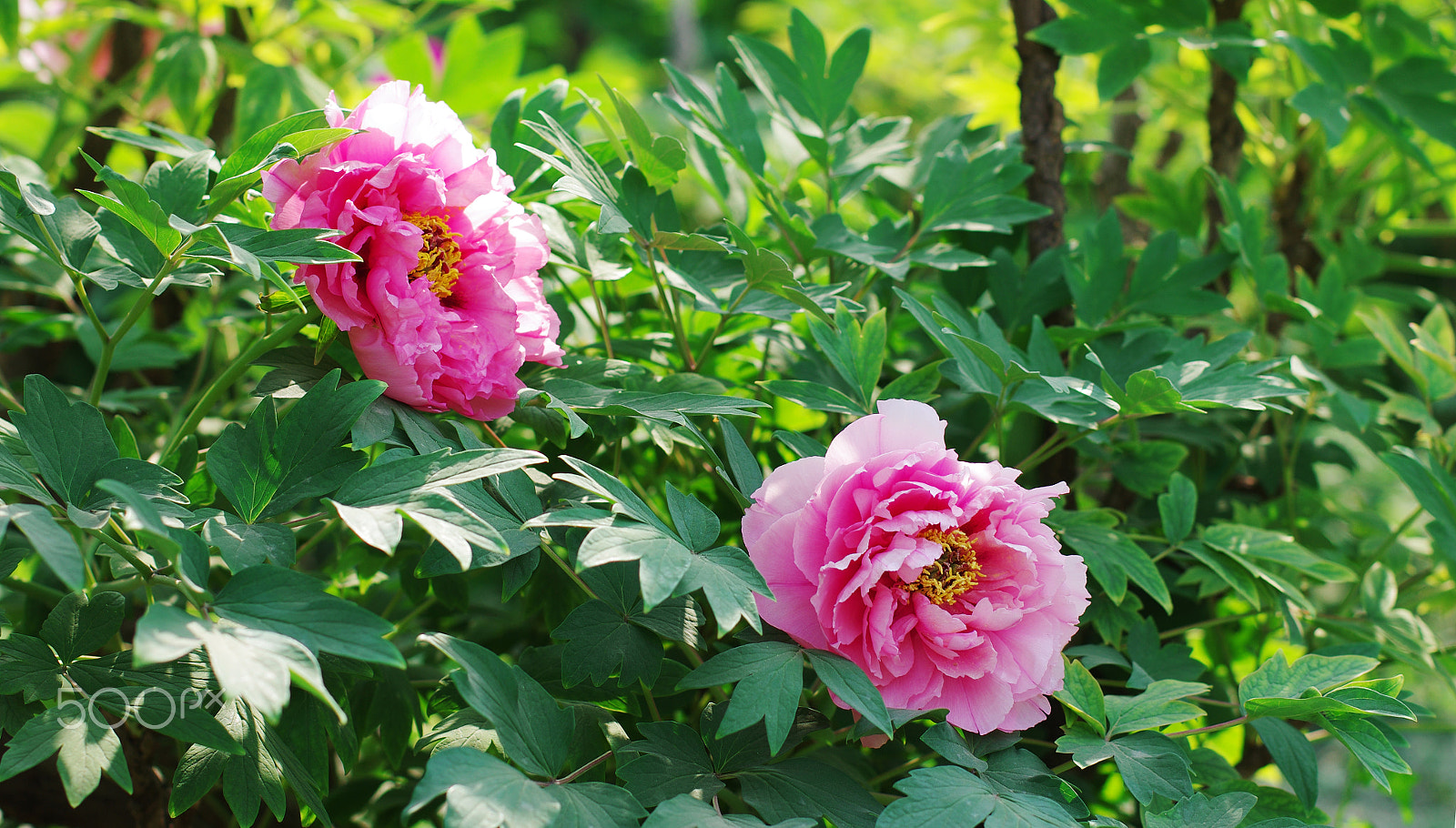 Pentax smc DA* 55mm F1.4 SDM sample photo. Peony flowers photography