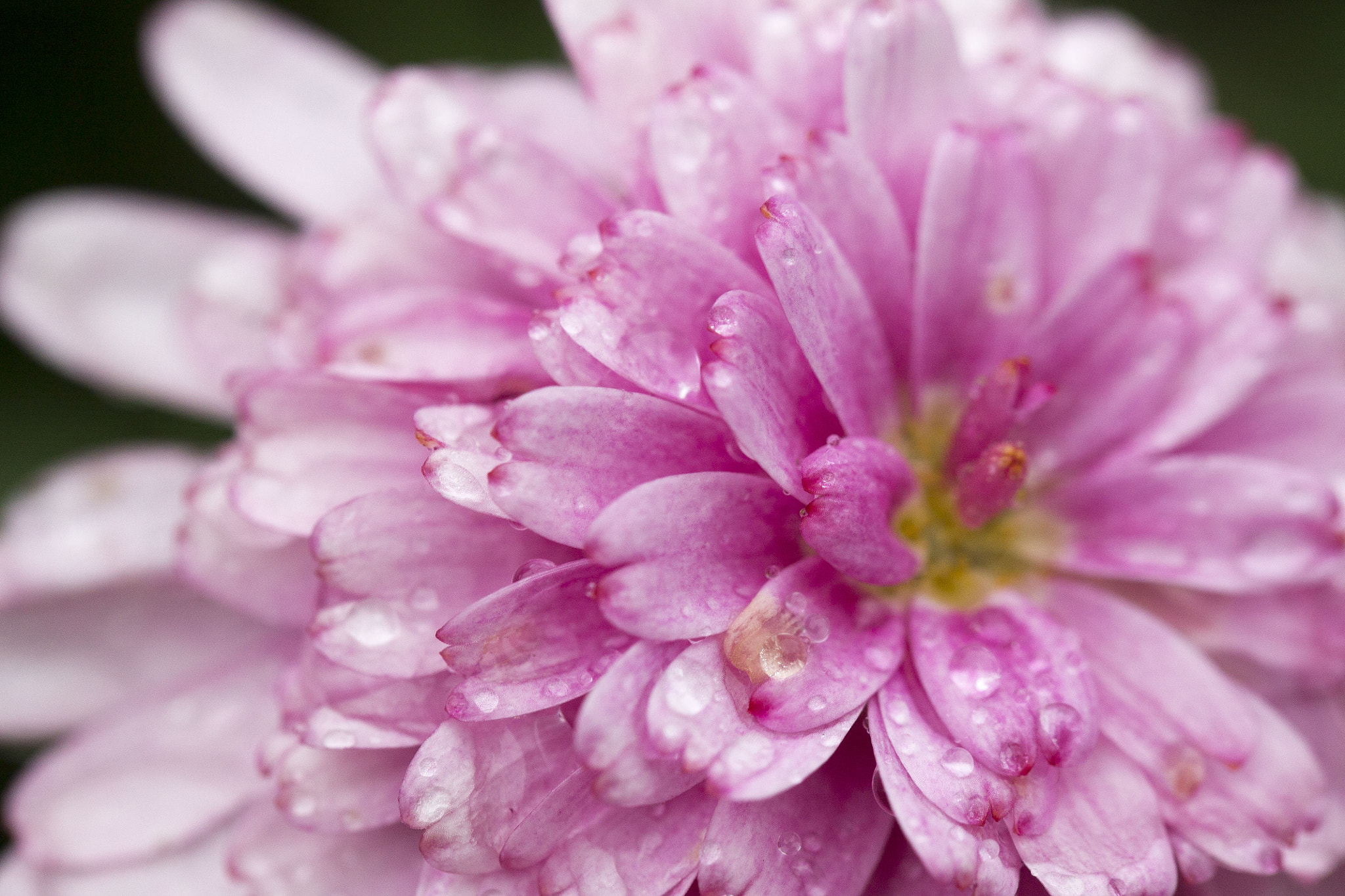 Tamron SP AF 60mm F2 Di II LD IF Macro sample photo. Flower photography