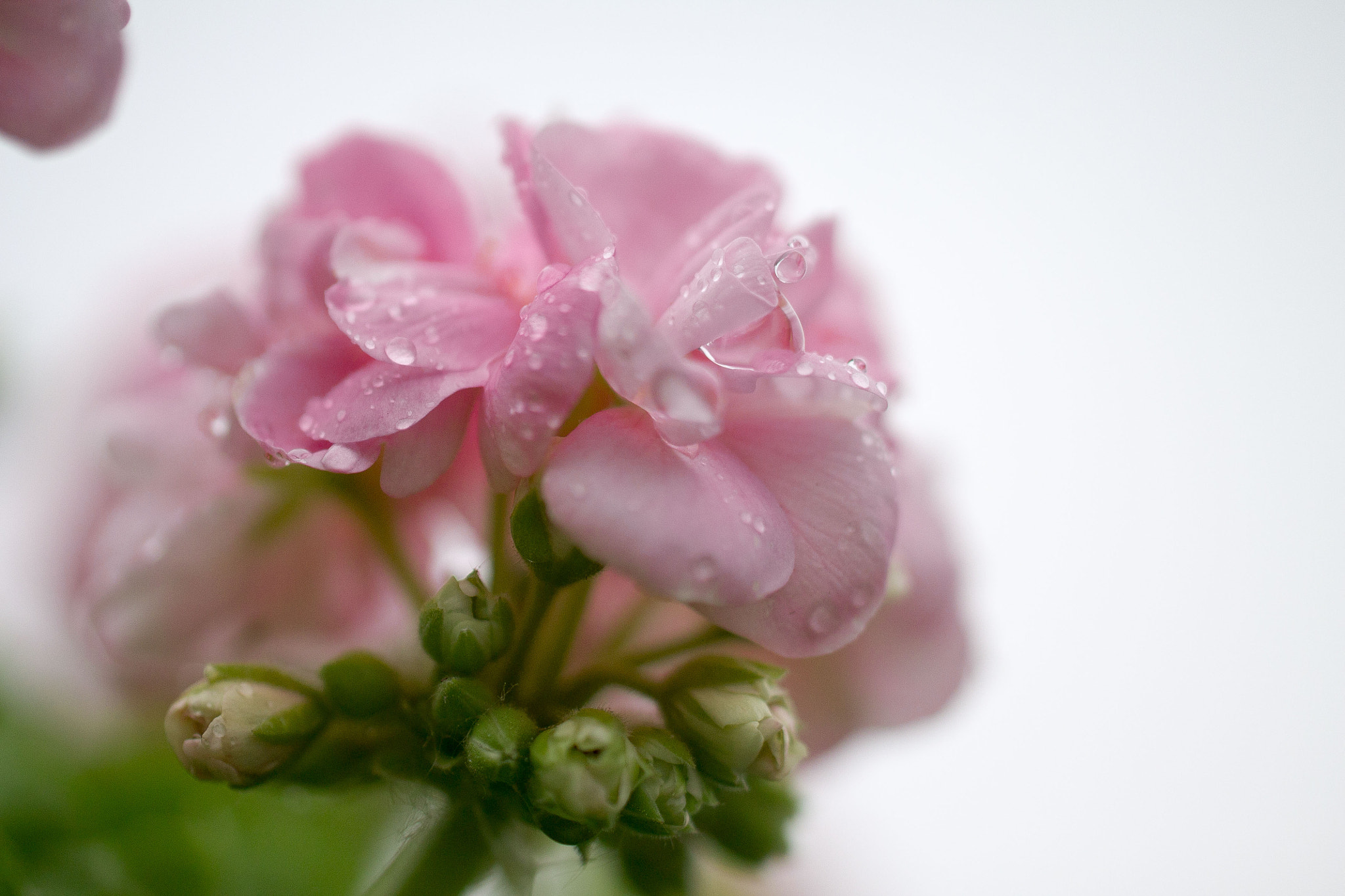 Tamron SP AF 60mm F2 Di II LD IF Macro sample photo. Flower photography
