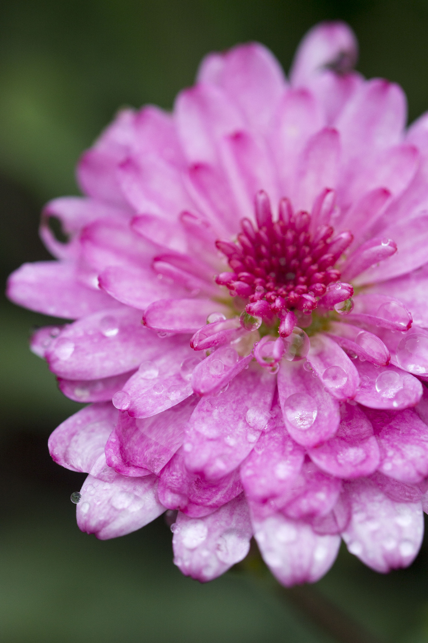 Tamron SP AF 60mm F2 Di II LD IF Macro sample photo. Flower photography