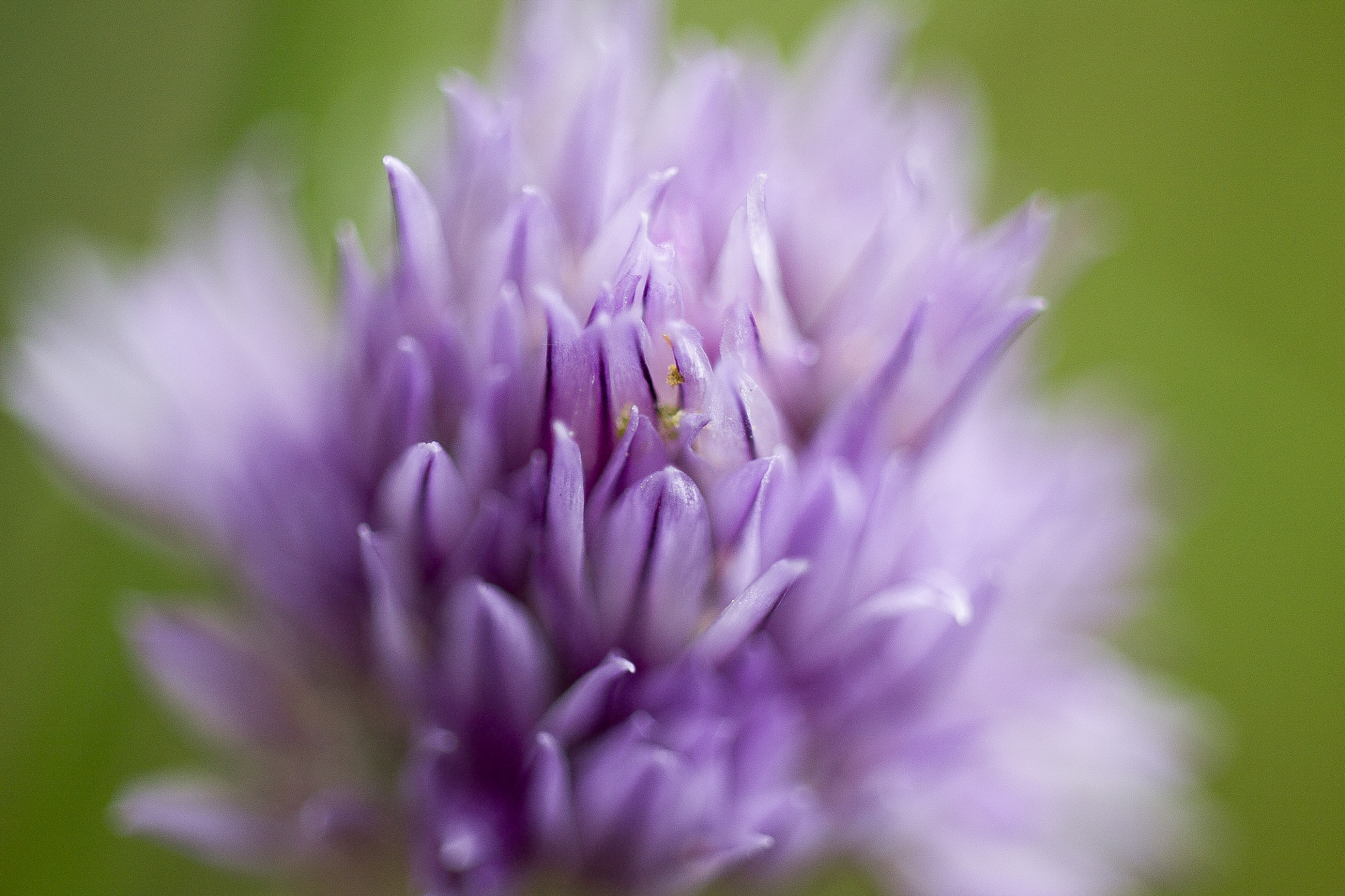 Tamron SP AF 60mm F2 Di II LD IF Macro sample photo. Little power photography