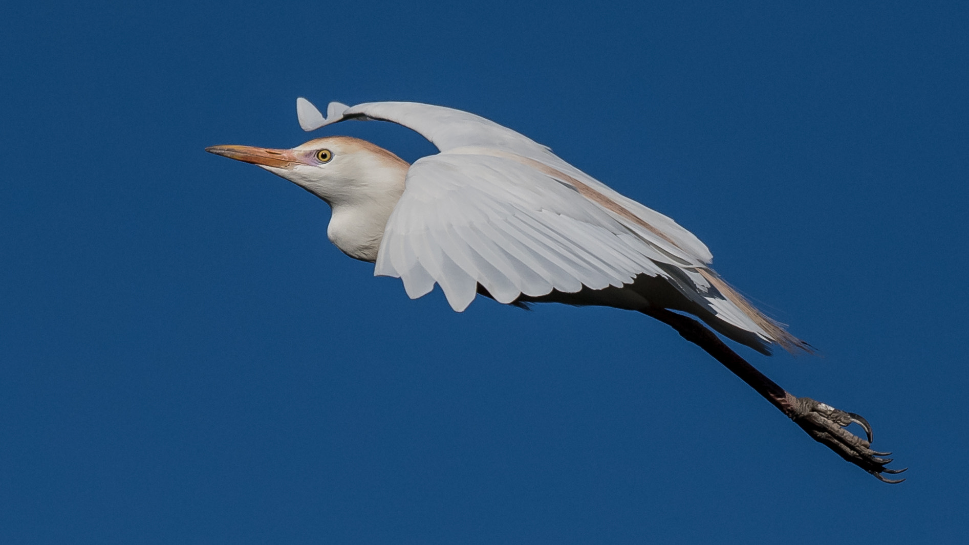 Nikon AF-S Nikkor 200-500mm F5.6E ED VR sample photo. Jet photography