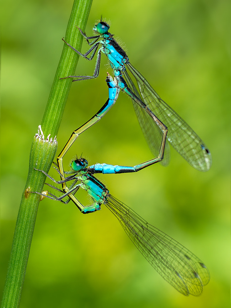 Nikon AF Micro-Nikkor 60mm F2.8D sample photo. Couple of damselfly photography