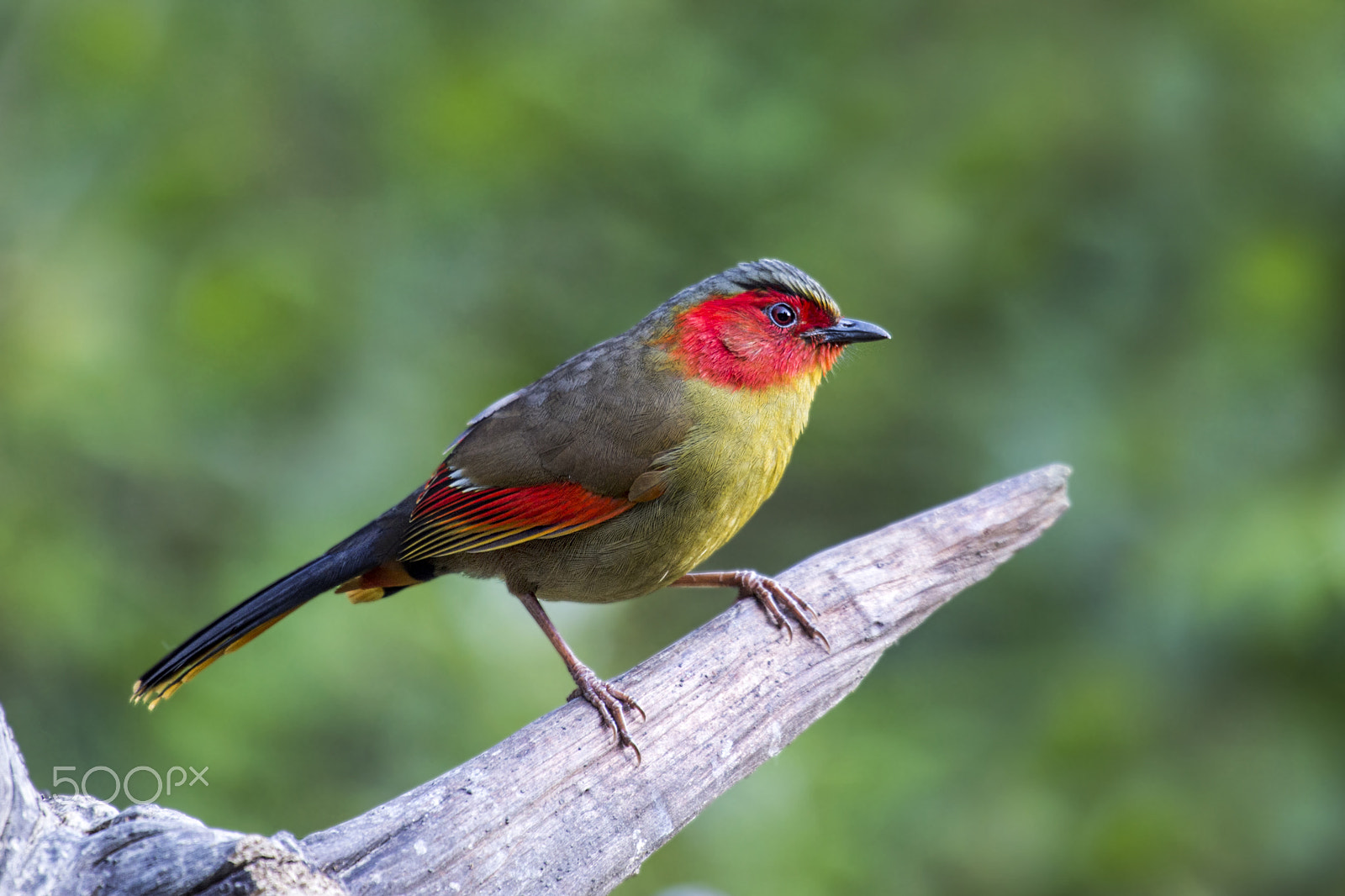 Nikon AF-S Nikkor 400mm F2.8G ED VR II sample photo. Red faced liocichula photography