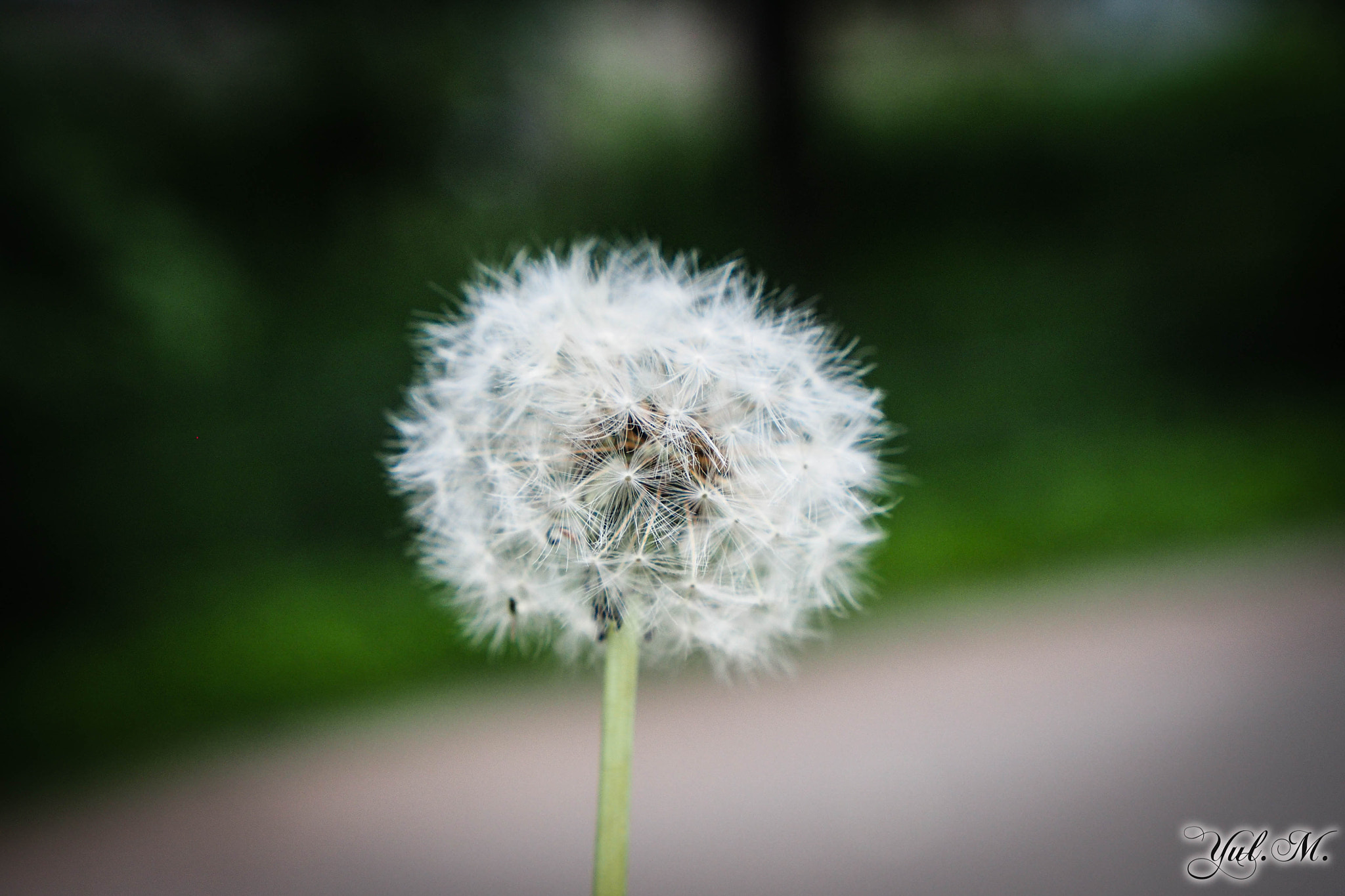 Panasonic Lumix G X Vario 12-35mm F2.8 ASPH Power OIS sample photo. Olympus digital camera photography