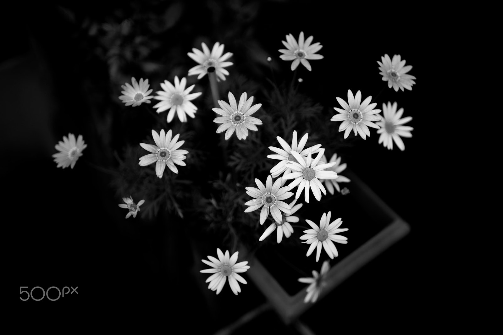 Sony 35mm F1.4 G sample photo. Bw flowers, 2016-06-17 photography