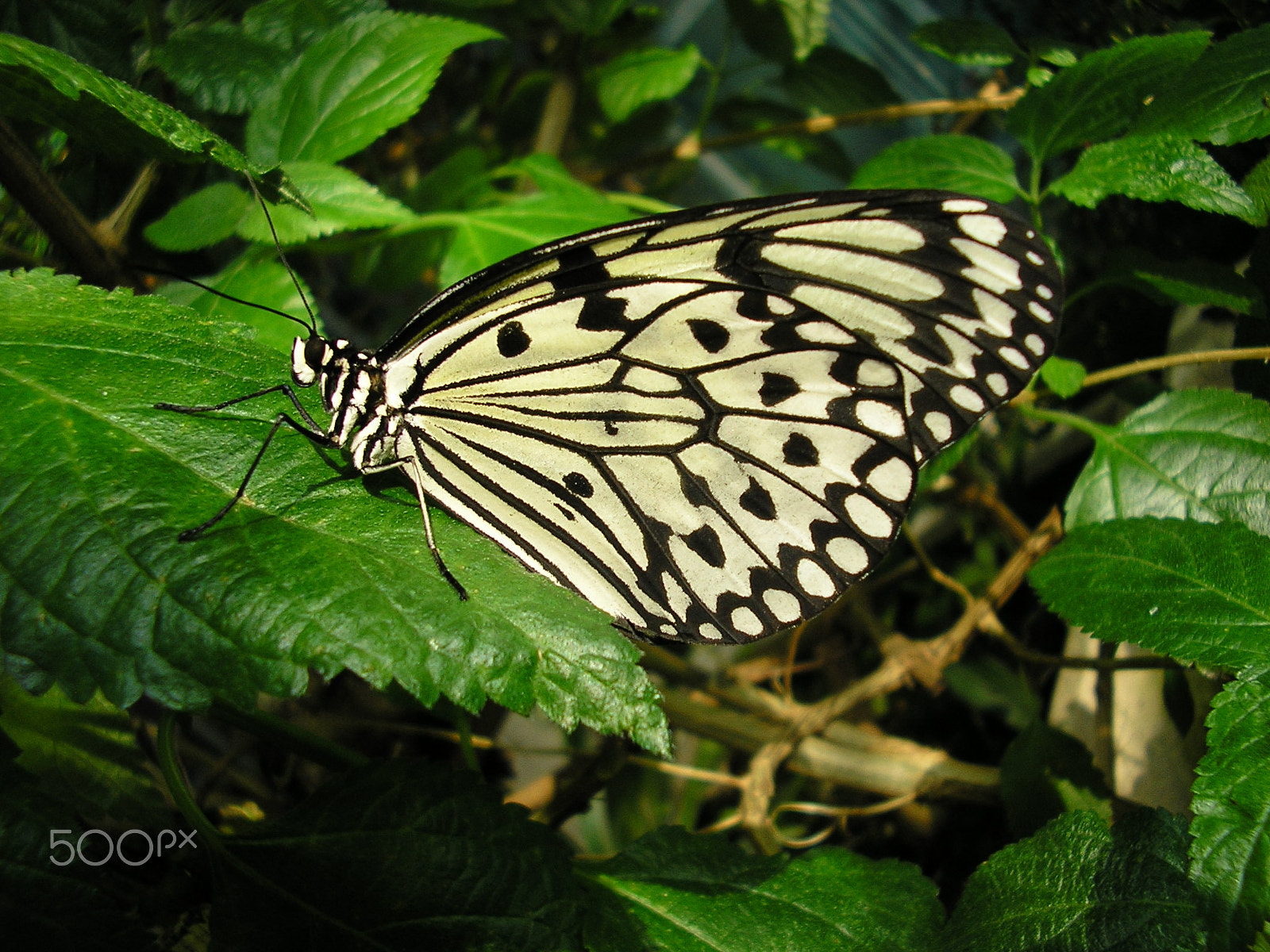 Olympus X100,D540Z,C310Z sample photo. Butterfly photography