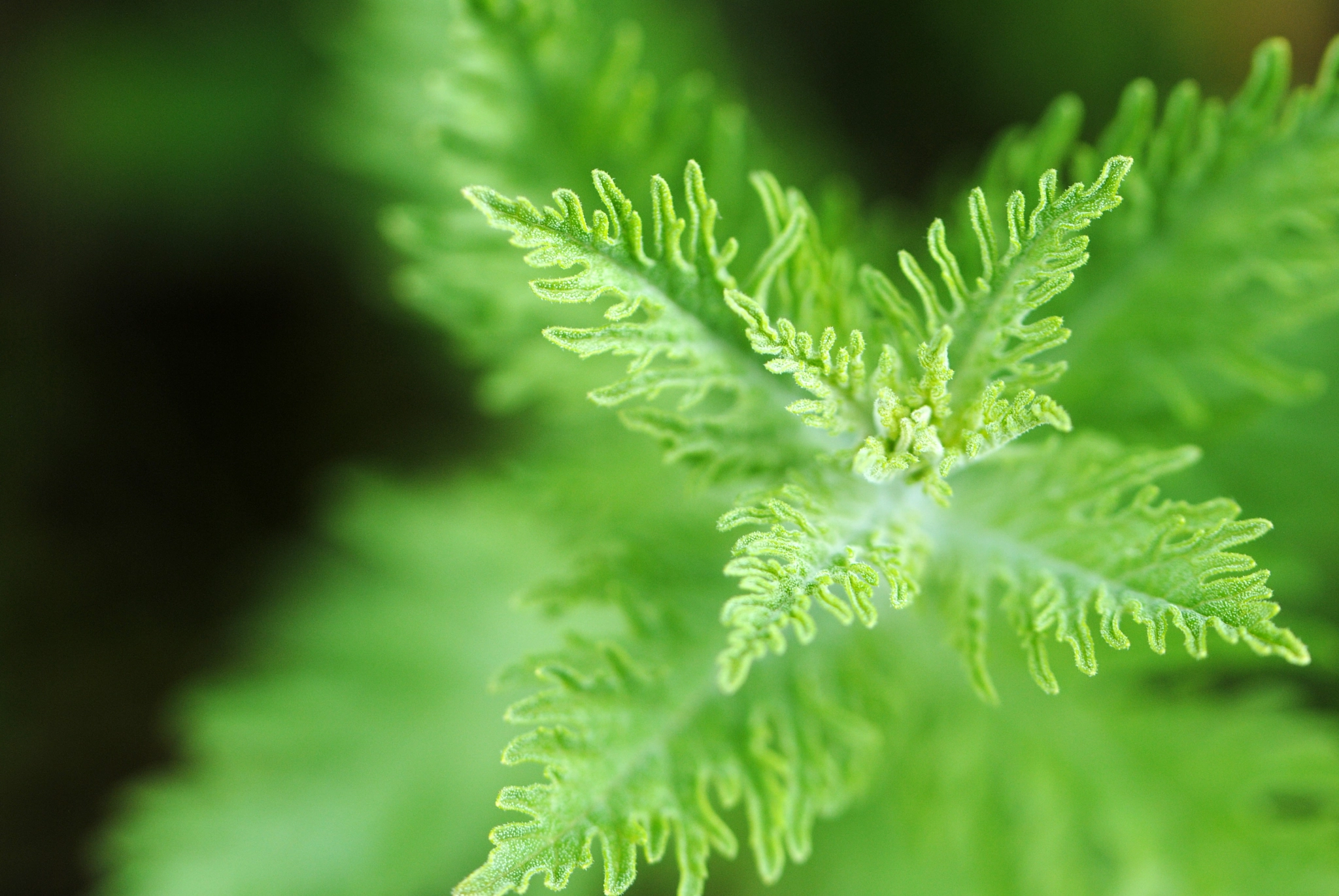 Nikon D3000 sample photo. La vie en vert photography