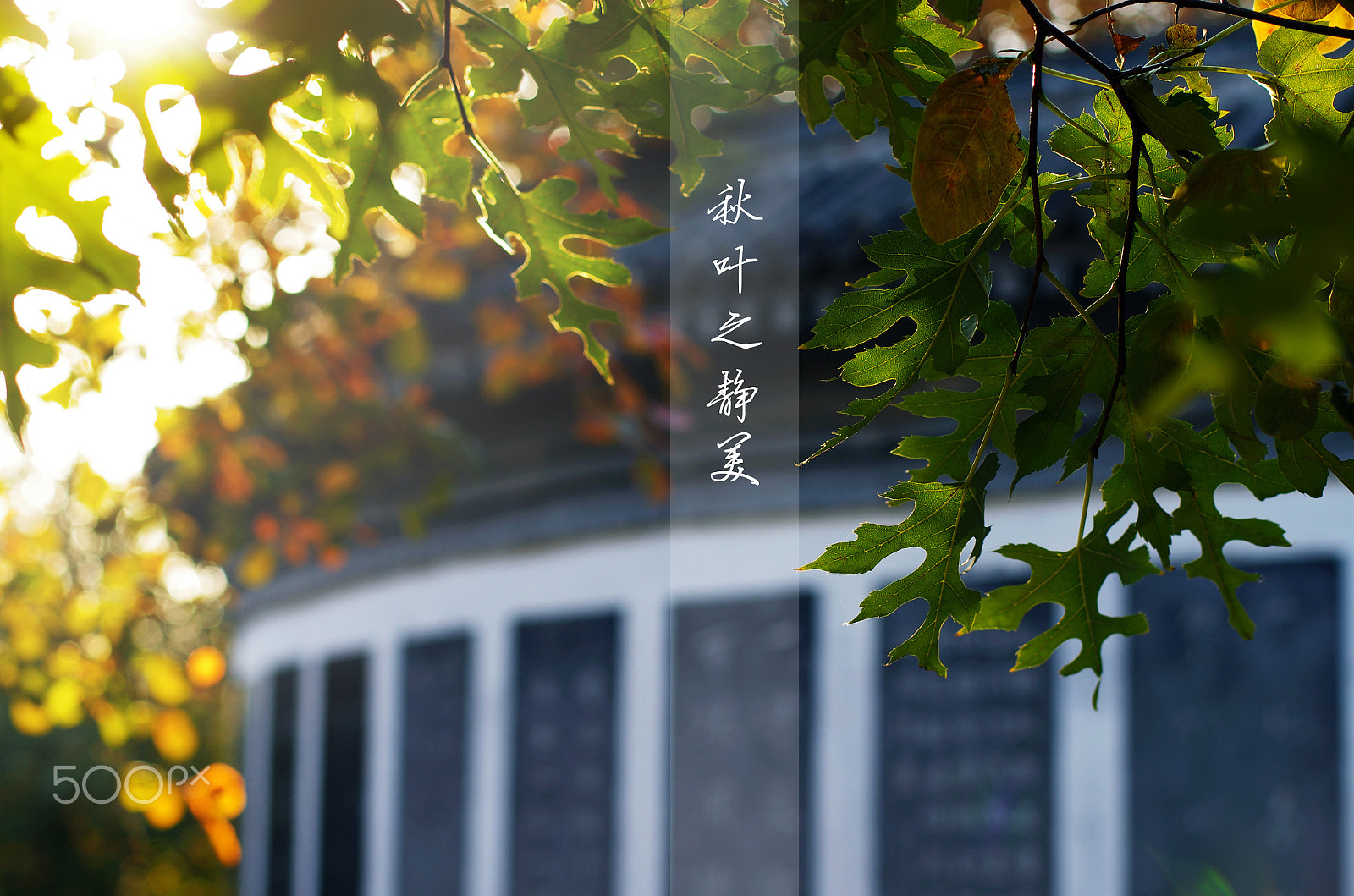 Pentax smc DA* 55mm F1.4 SDM sample photo. 1.jpg photography