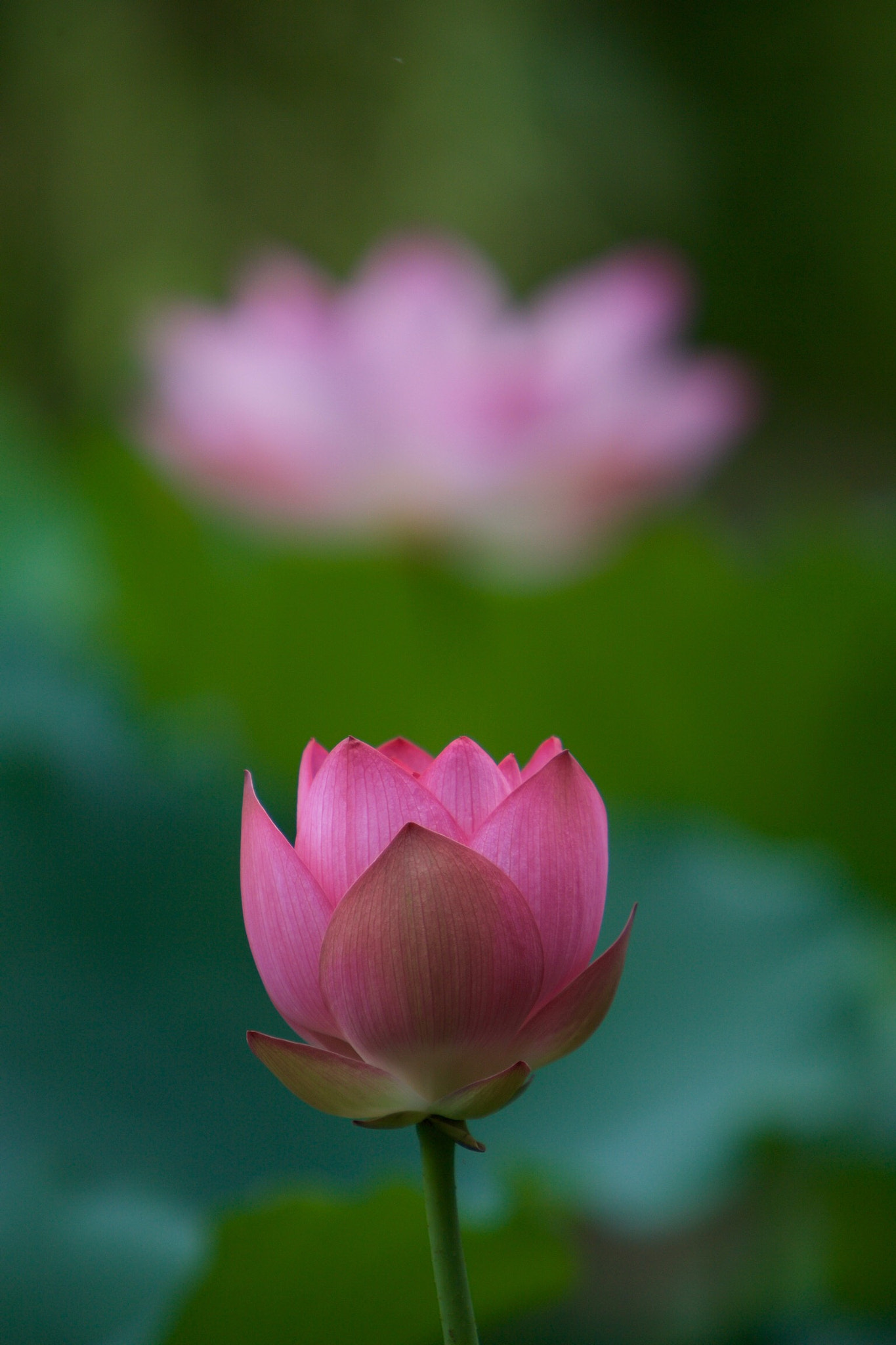 Canon EF 70-200mm F2.8L IS USM sample photo. Lotus photography