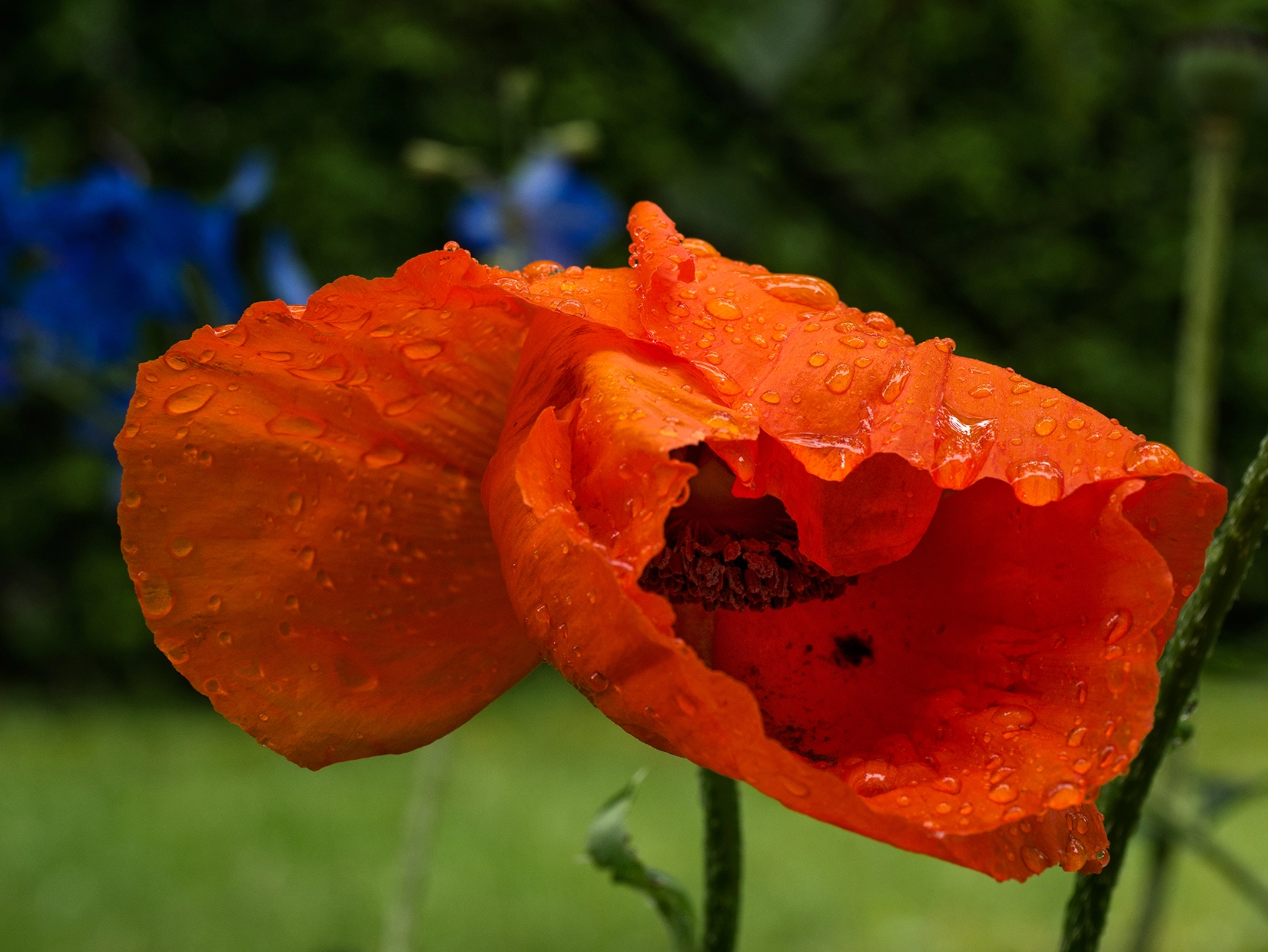 Panasonic Leica DG Macro-Elmarit 45mm F2.8 ASPH OIS sample photo. Poppy photography