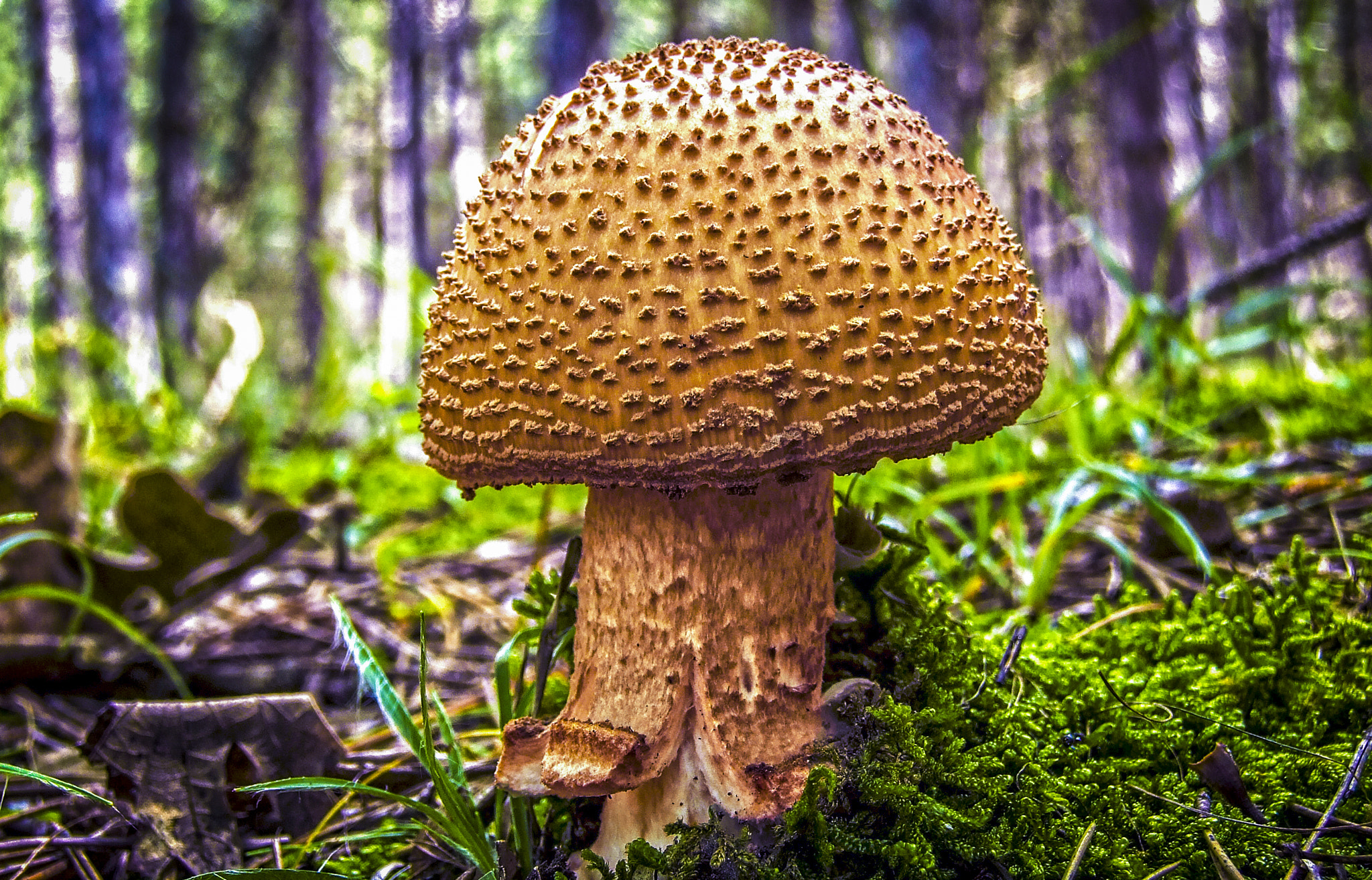 Fujifilm FinePix S6000fd sample photo. Amanita rubescens photography