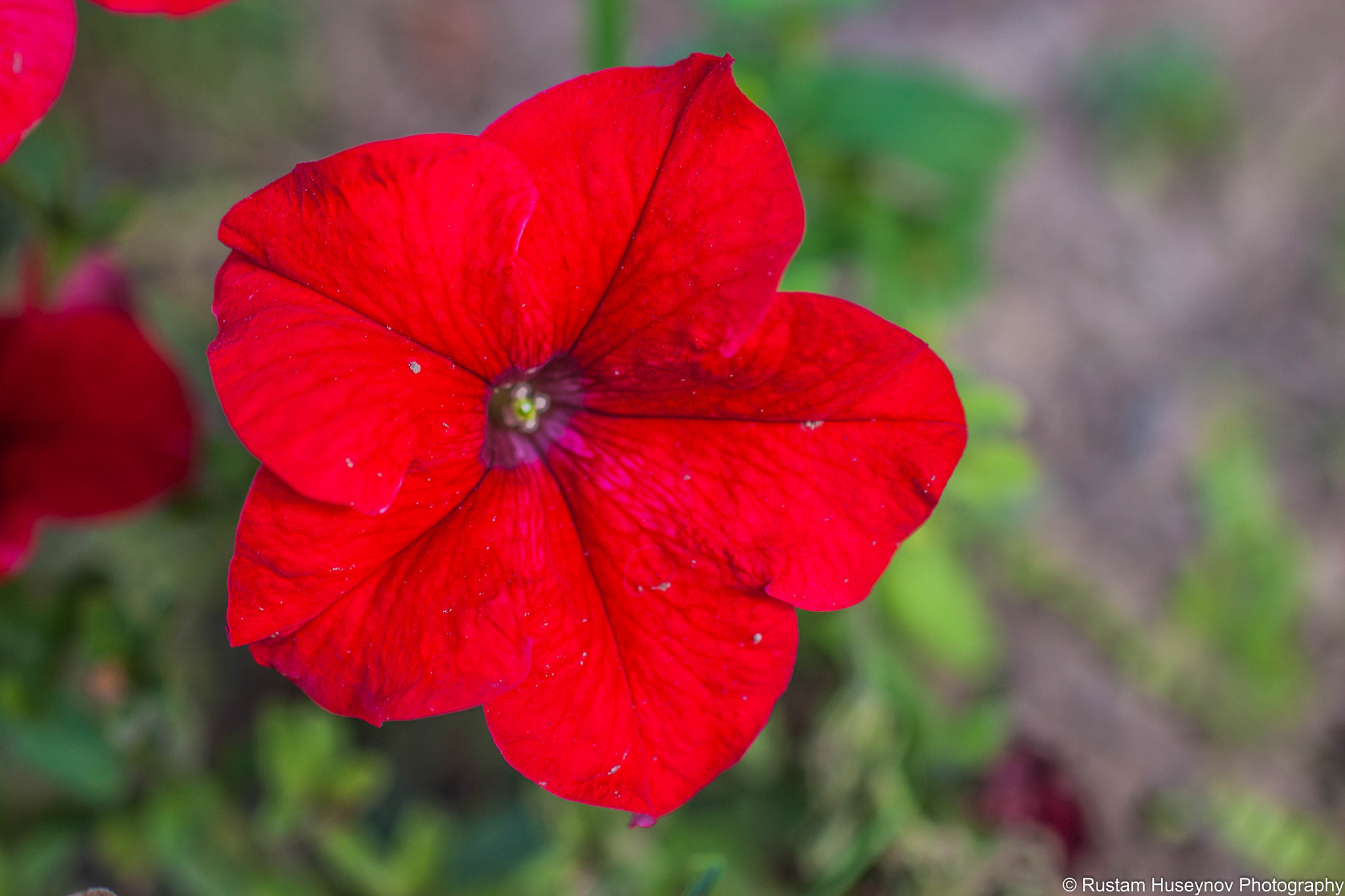Sigma 50mm F1.4 EX DG HSM sample photo. Red flower photography