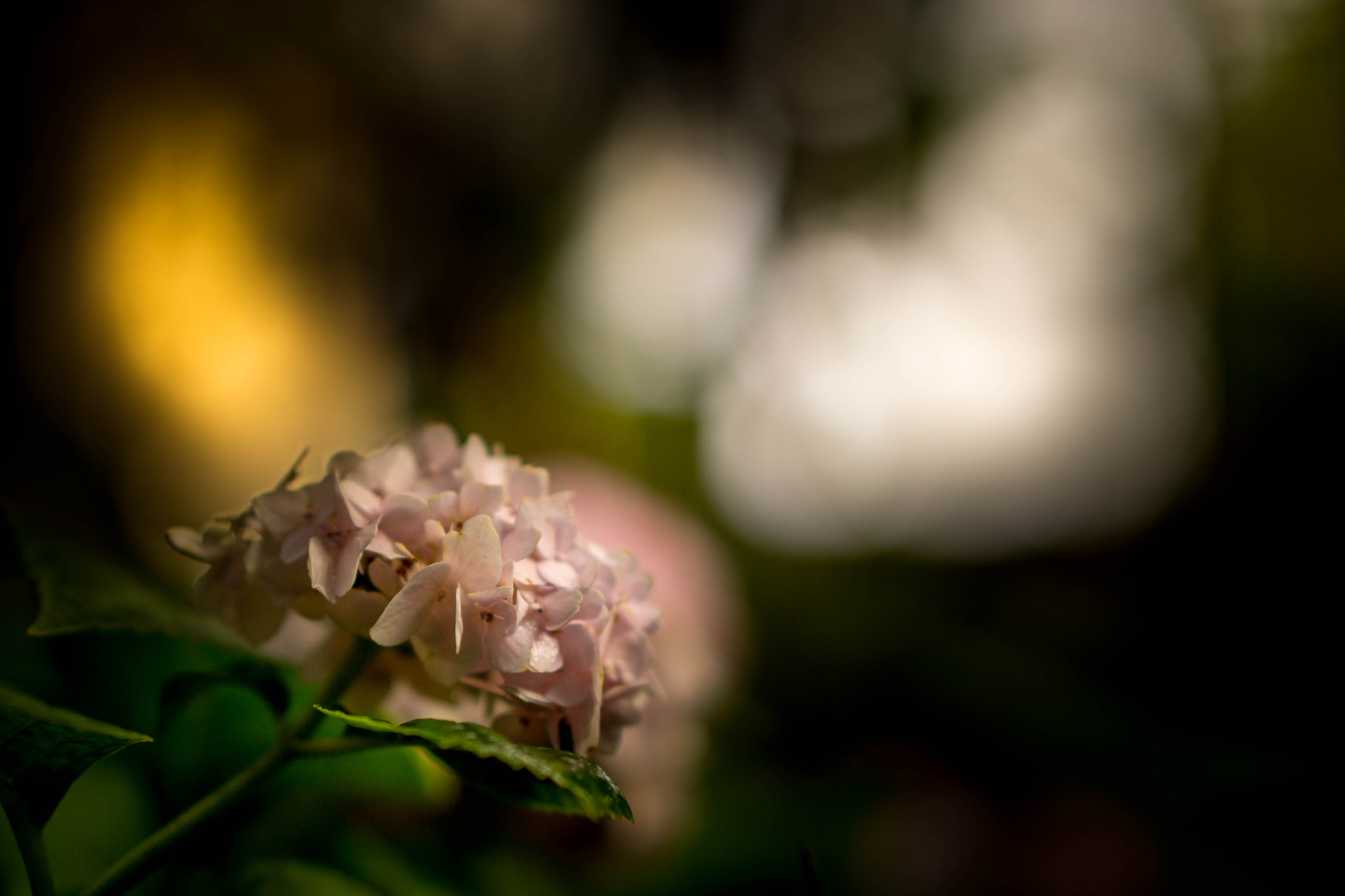Sony a5100 + E 50mm F1.8 OSS sample photo. Dsc09000.jpg photography