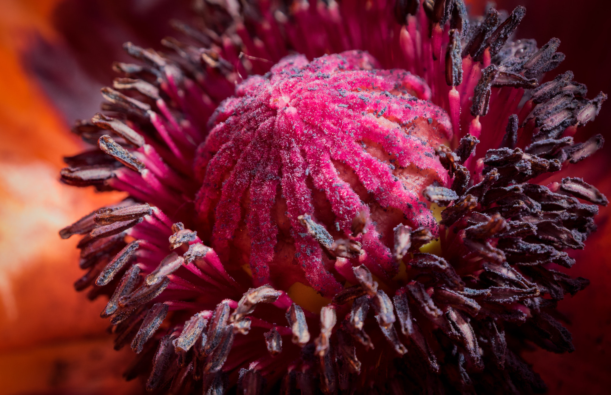 Olympus OM-D E-M1 + OLYMPUS M.12-50mm F3.5-6.3 sample photo. The 100 day project 57/100 - poppy photography