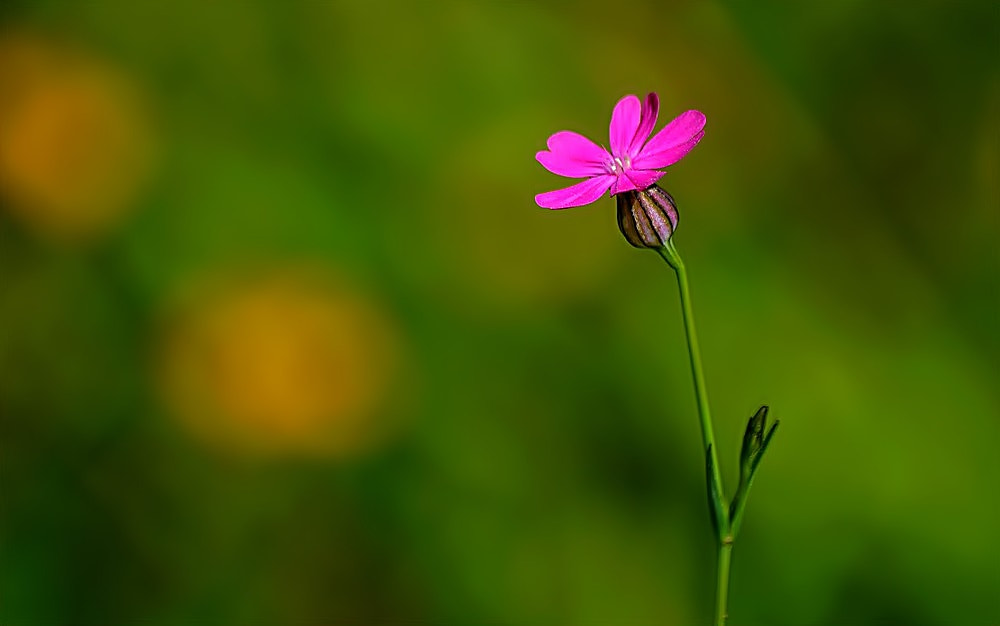 Sigma 70-300mm F4-5.6 APO Macro Super II sample photo. L'élégance minuscule photography