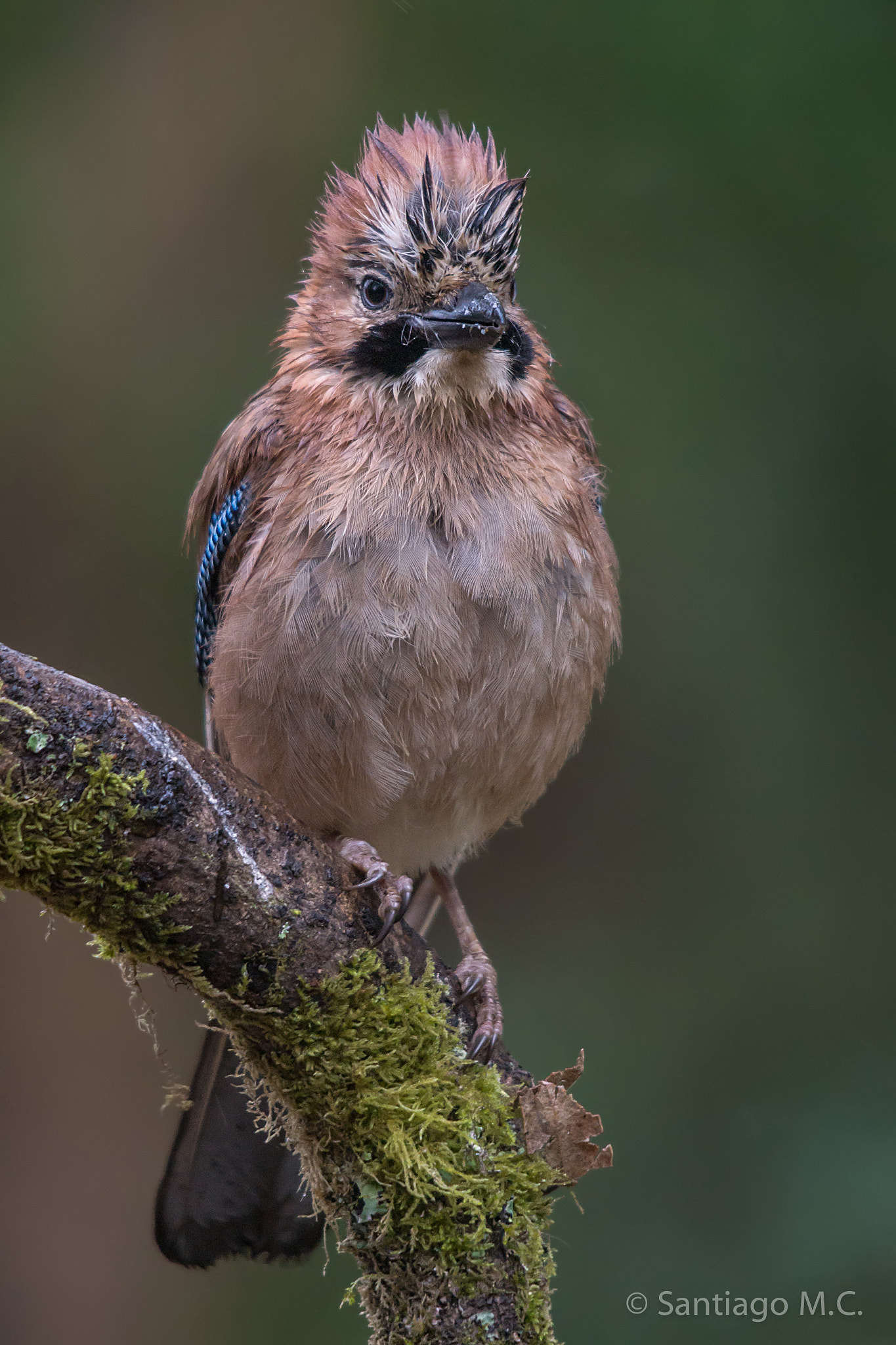 Sigma 150-500mm F5-6.3 DG OS HSM sample photo. Garrulus glandarius photography