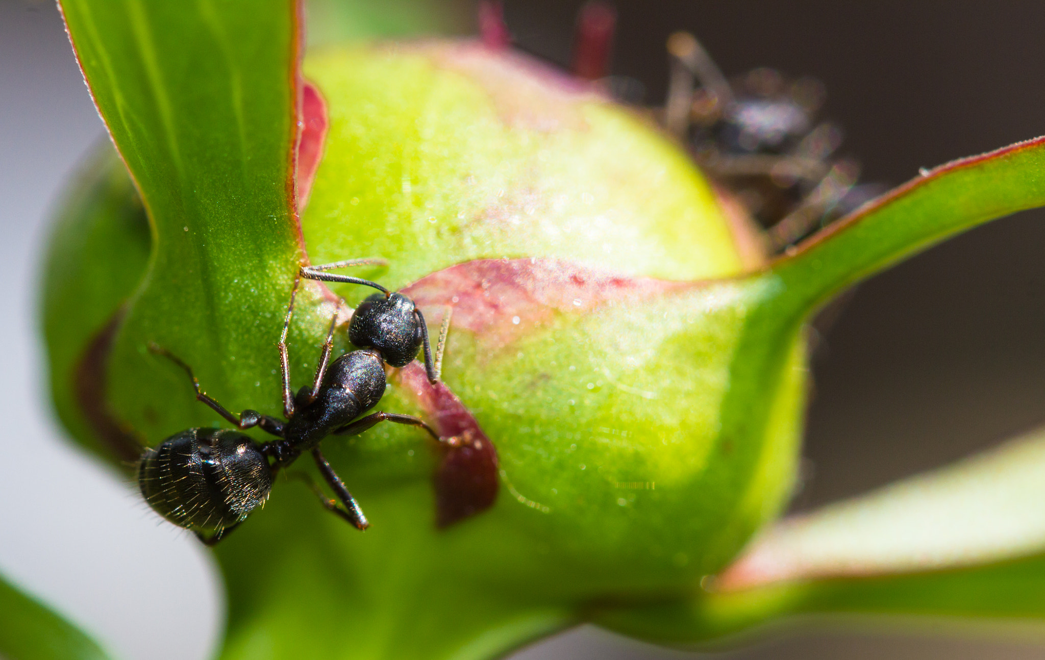 Canon EF 100mm F2.8 Macro USM sample photo. Fourmis photography