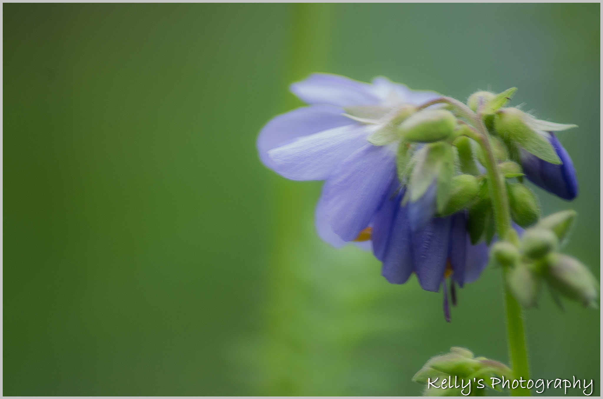 Tamron AF 70-300mm F4-5.6 Di LD Macro sample photo. Purple flower  photography