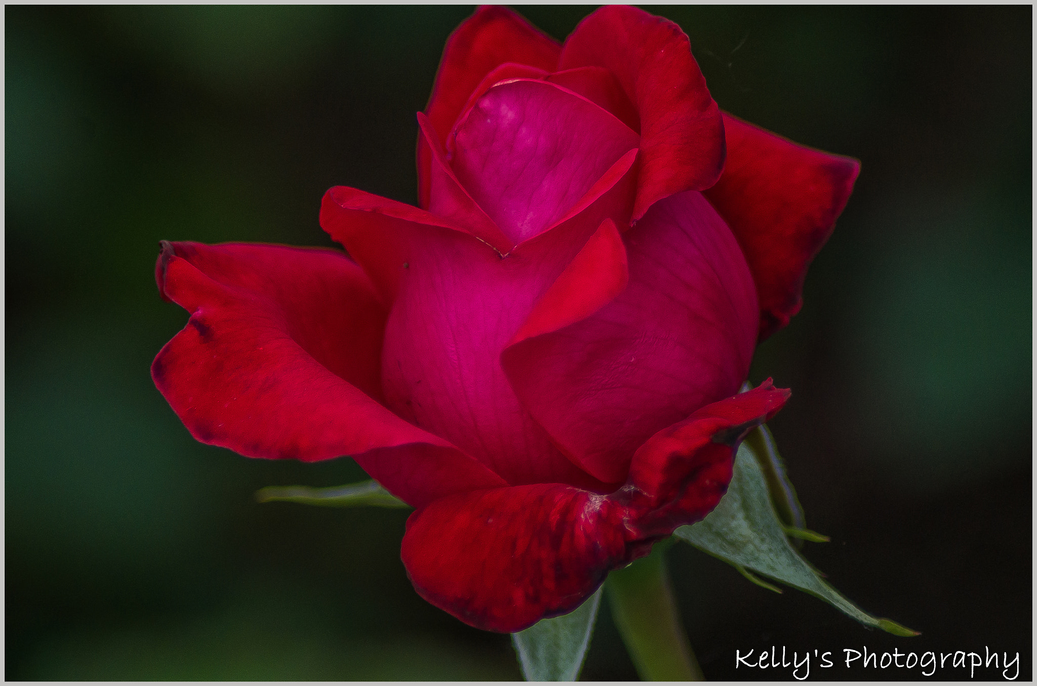 Pentax K-50 + Tamron AF 70-300mm F4-5.6 Di LD Macro sample photo. Red rose photography