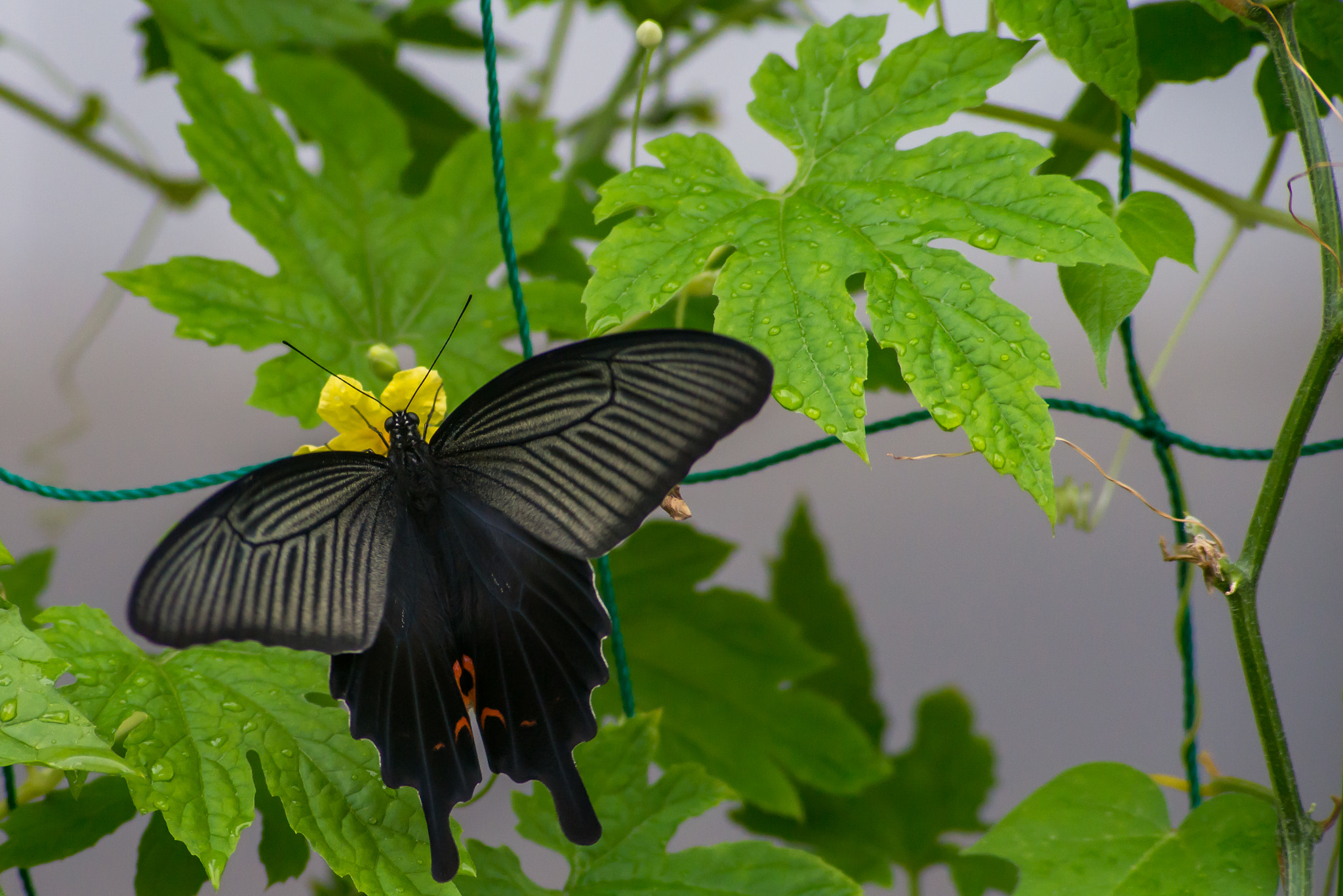 Sony a99 II sample photo. Bewitching black swallowtail photography