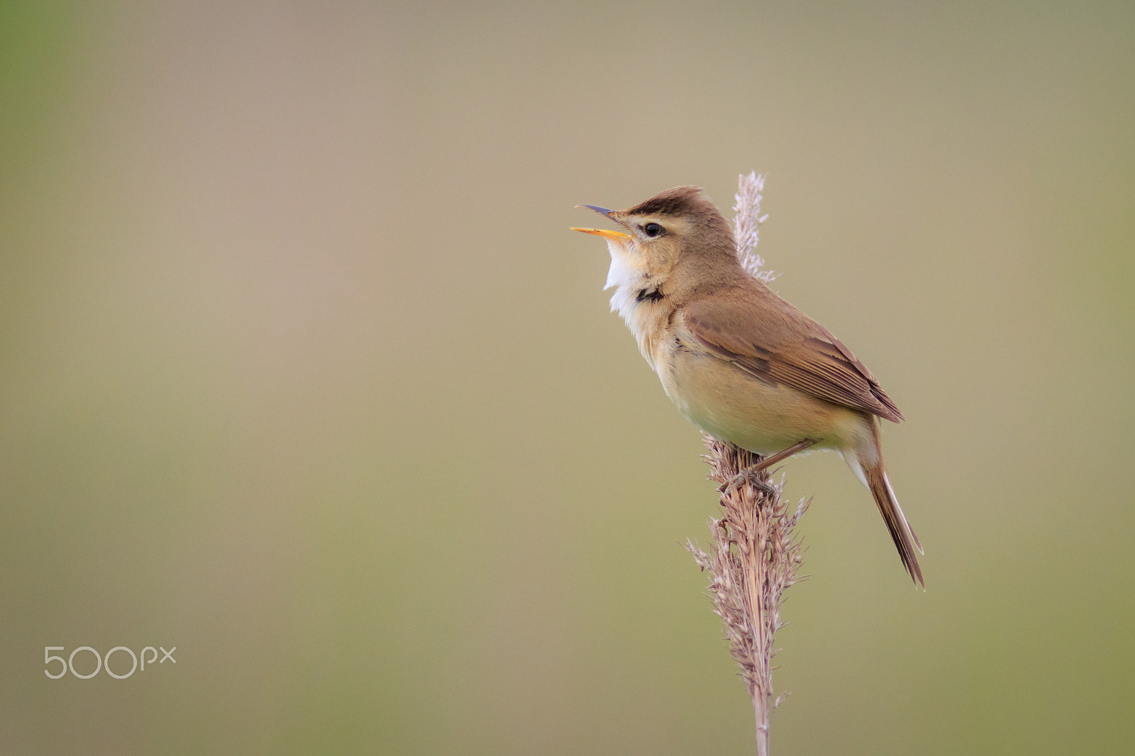 Canon EOS 7D Mark II + Canon EF 400mm F5.6L USM sample photo. Black-browed reed-warbler #2 photography