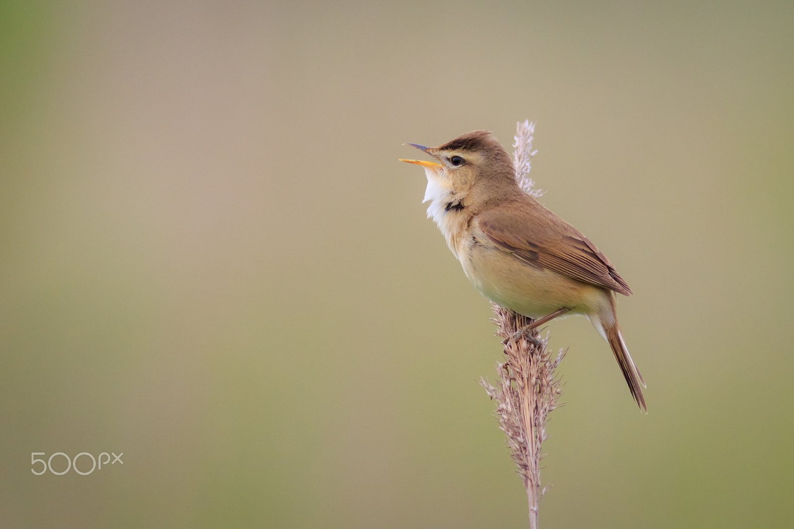 Canon EF 400mm F5.6L USM sample photo. Black-browed reed-warbler #2 photography