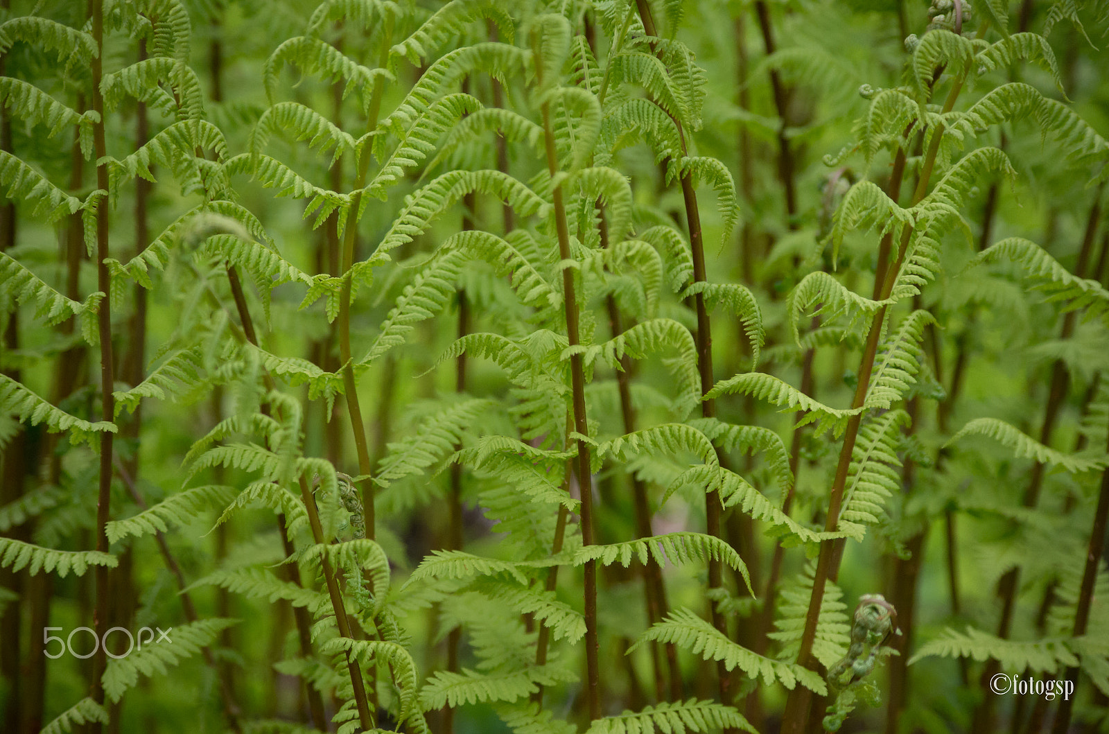 Pentax K-5 IIs sample photo. All green photography